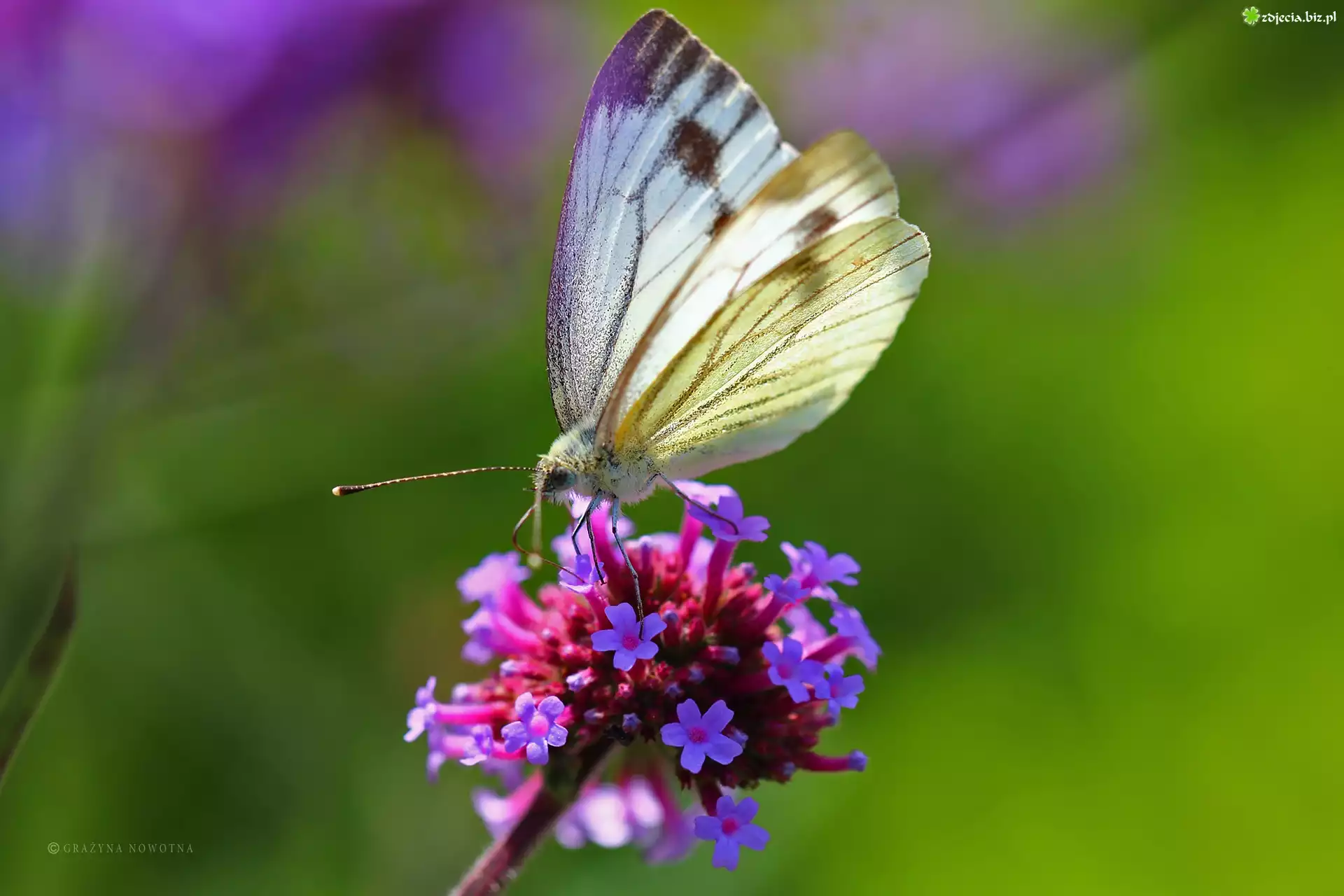 Biały, Motyl, Bielinek, Kwiaty