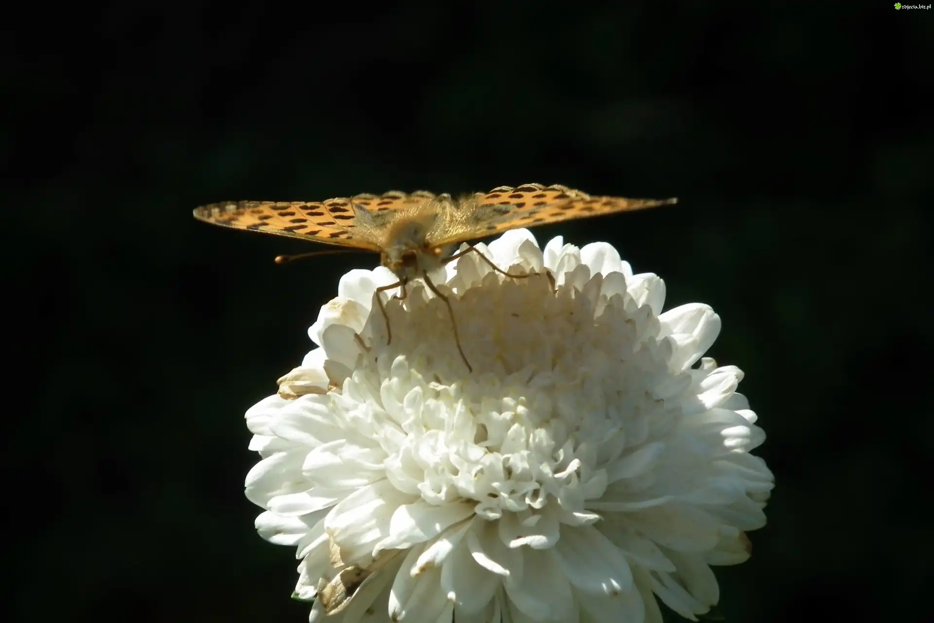 Motyl, Perłowiec malinowiec, Kwiat, Aster