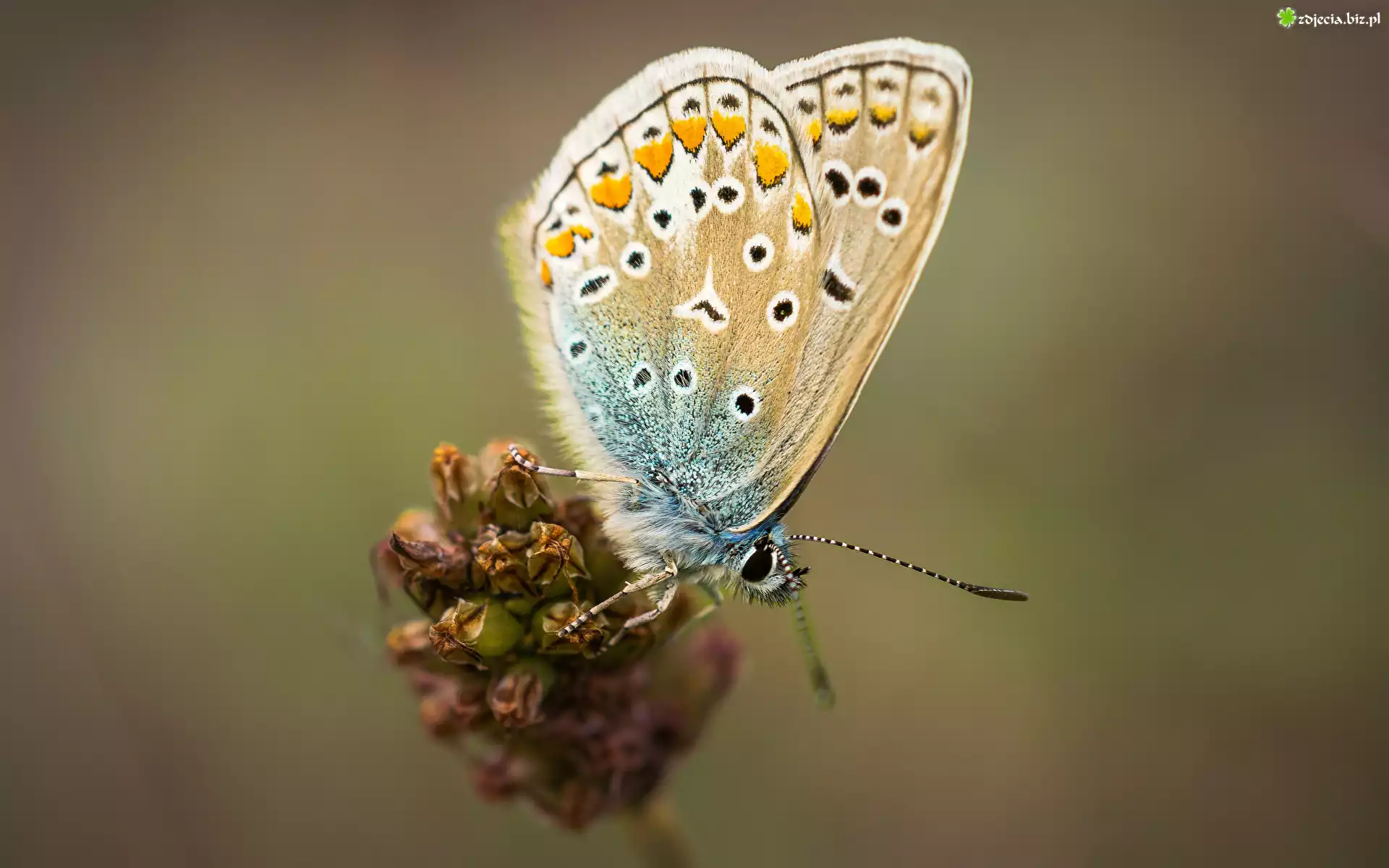 Roślina, Motyl, Modraszek ikar, Zbliżenie