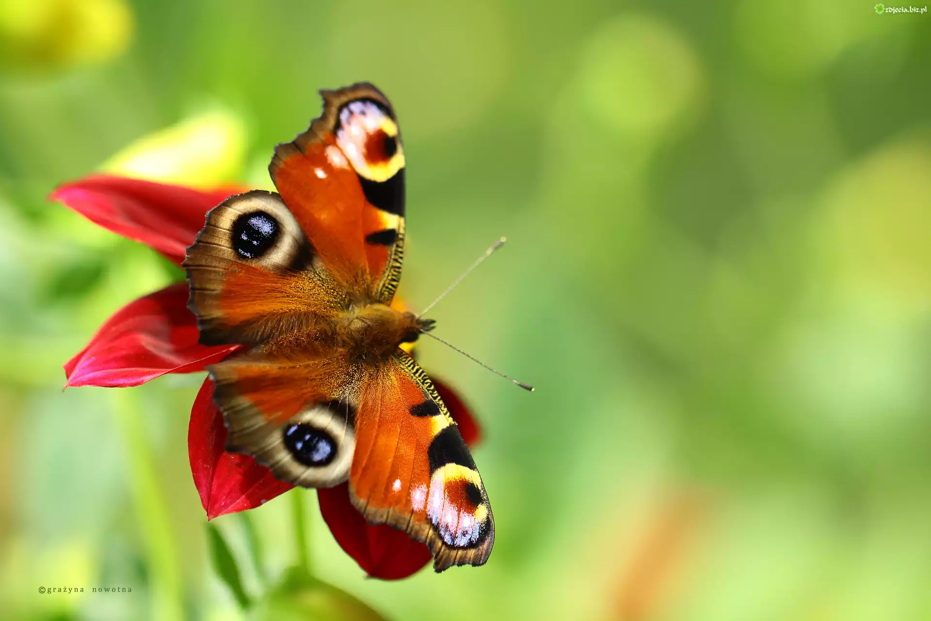 Motyl, Rusałka Pawik, Owad