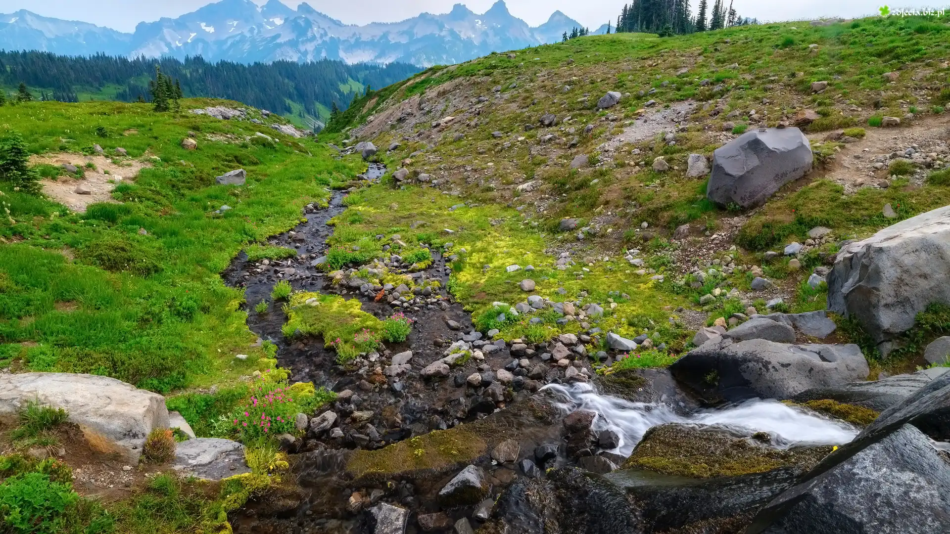 Potok, Kamienie, Skały, Góry, Trawa, Kwiaty, Park Narodowy Mount Rainier, Stan Waszyngton, Stany Zjednoczone
