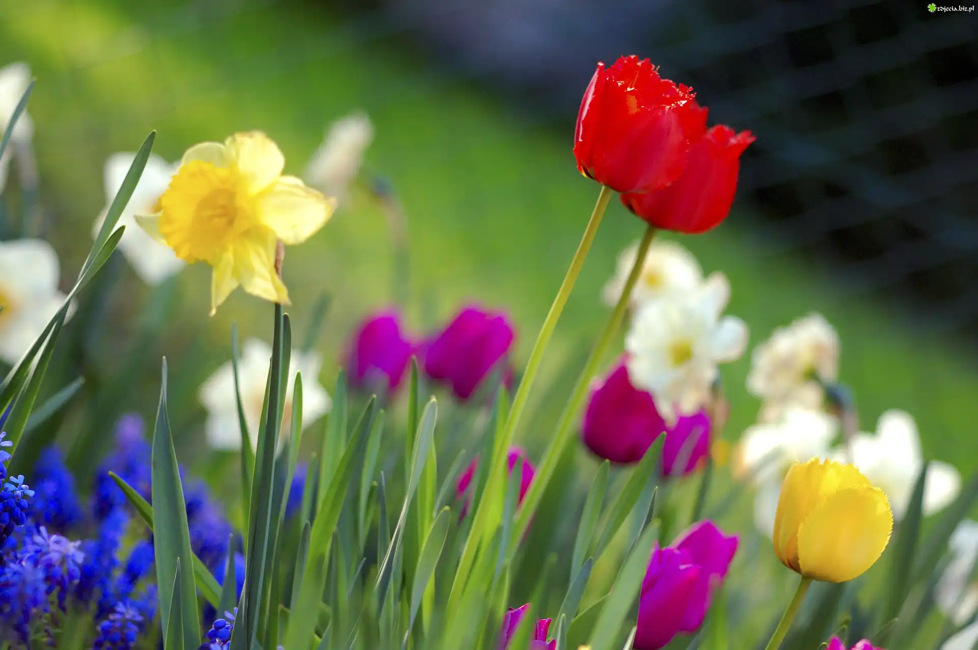 Tulipany, Narcyze, Trawa