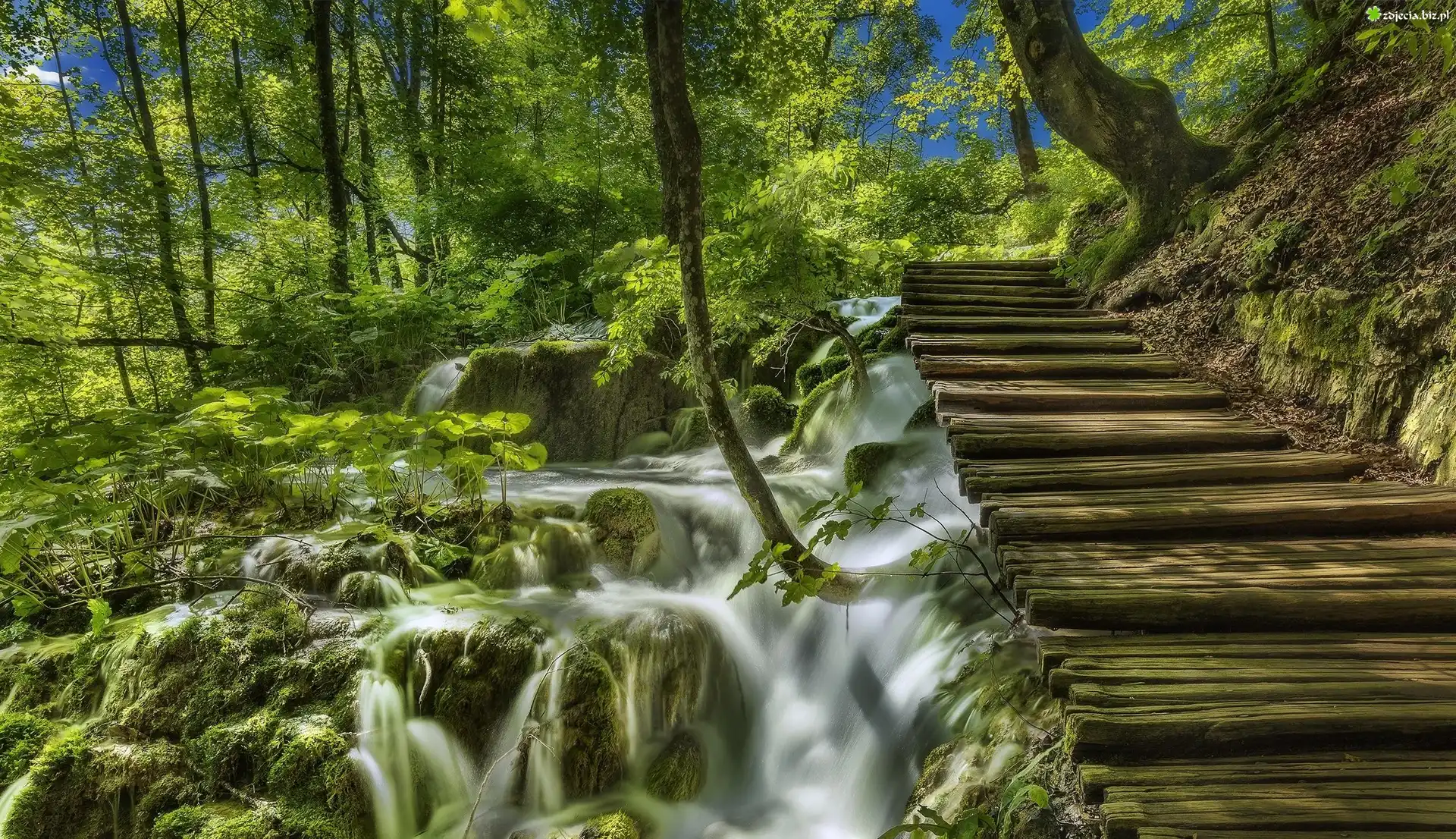 Chorwacja, Park Narodowy Jezior Plitwickich, Las, Wodospad, Mech, Drewniane, Schodki, Roślinność