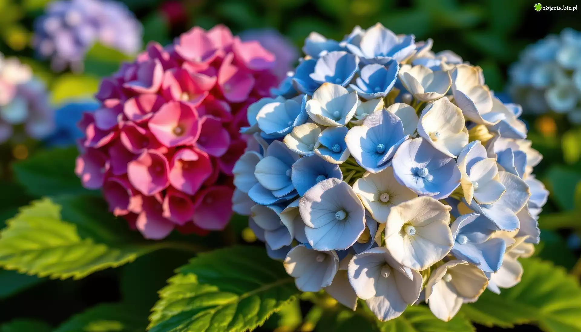 Biało-niebieska, Różowa, Hortensja, Listki
