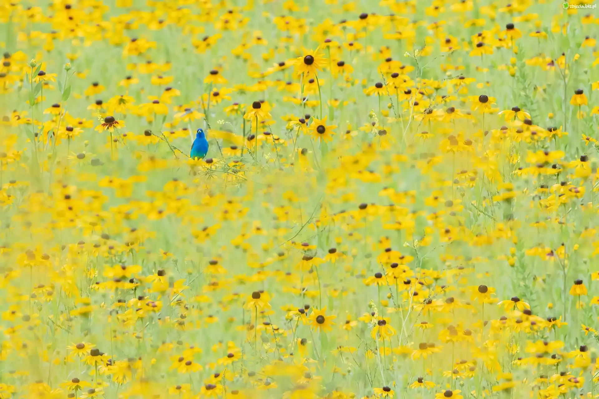 Żółte, Kwiaty, Rudbekia, Niebieski, Ptak