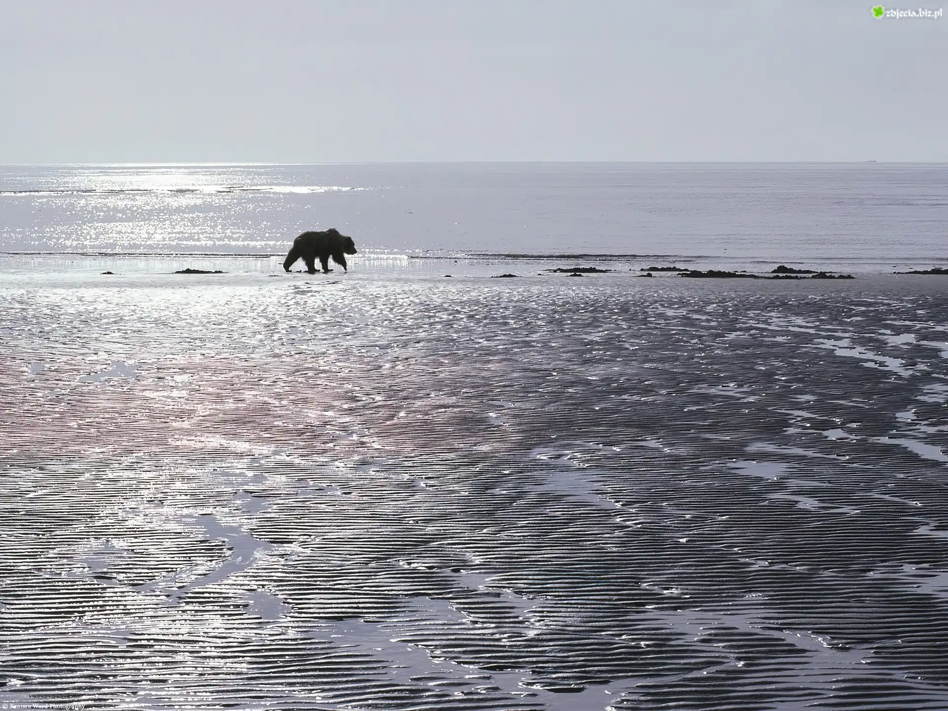 Niedźwiedź, ocean