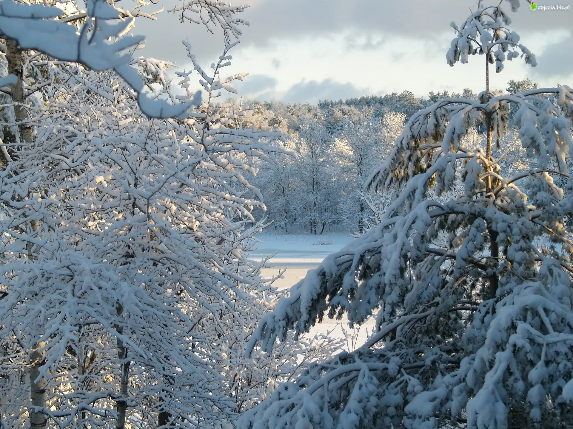 Las, Śnieg, Zima