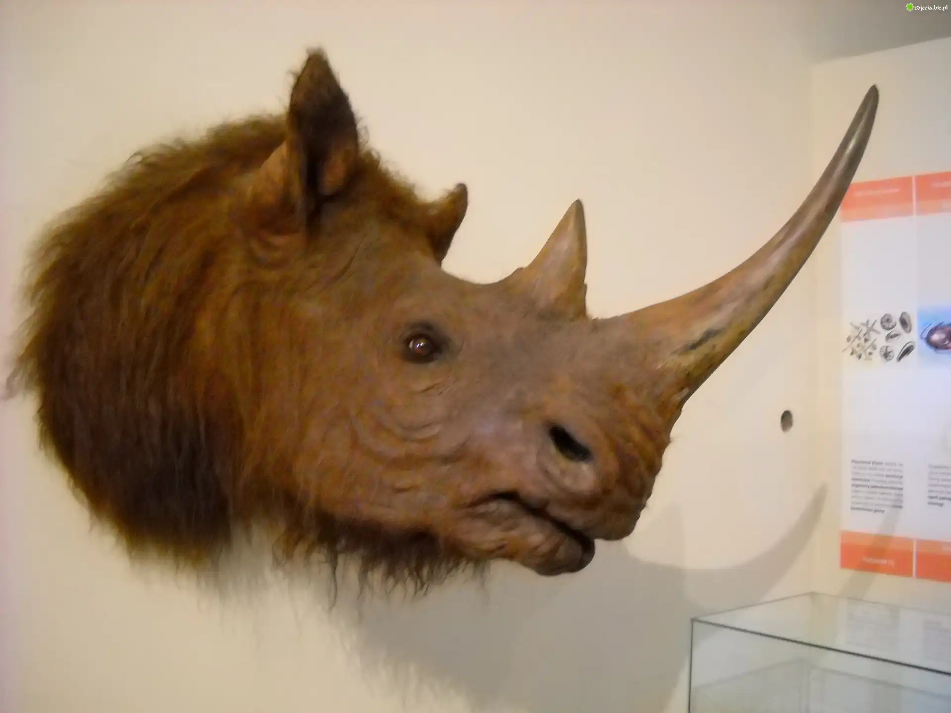 Nosorożec, Głowa