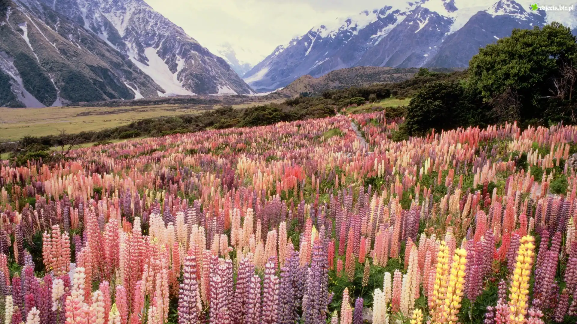 Nowa, Zelandia, Góry, Kwiaty
