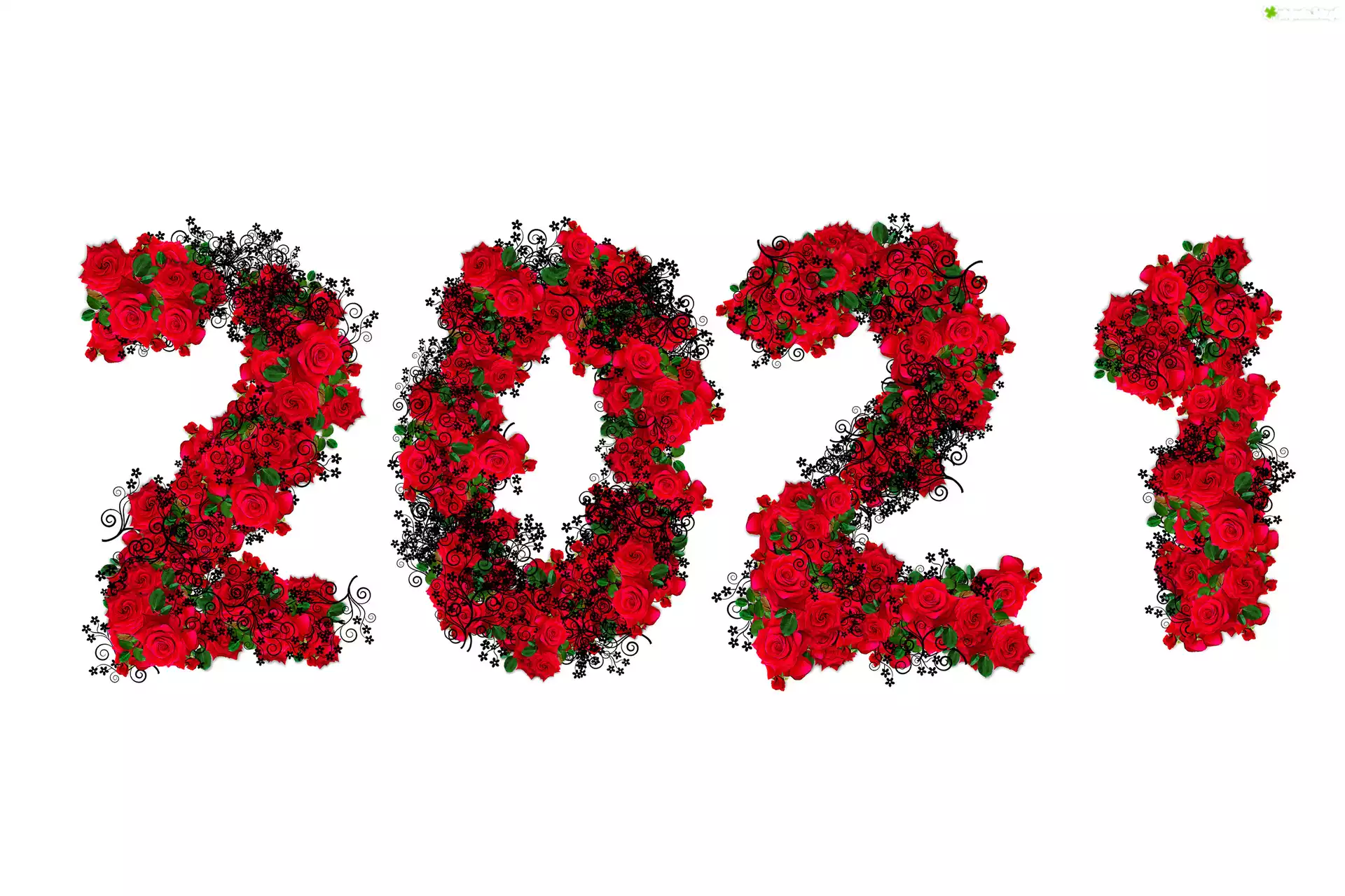Nowy Rok, 2021, Róże