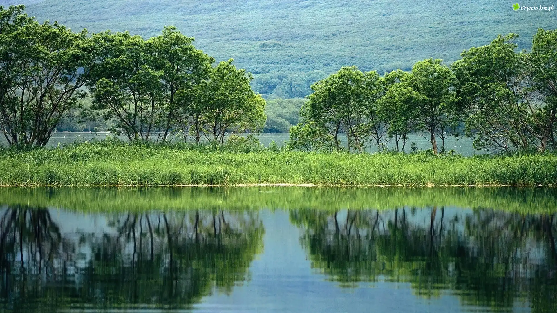 Jezioro, Odbicie, Drzewa