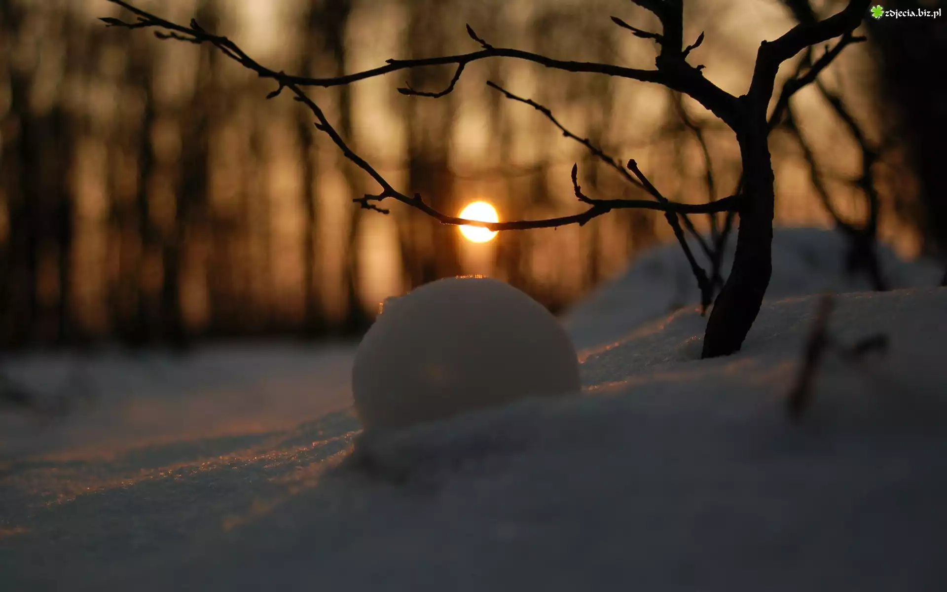Odbicie, Słońca, Śnieg, Las
