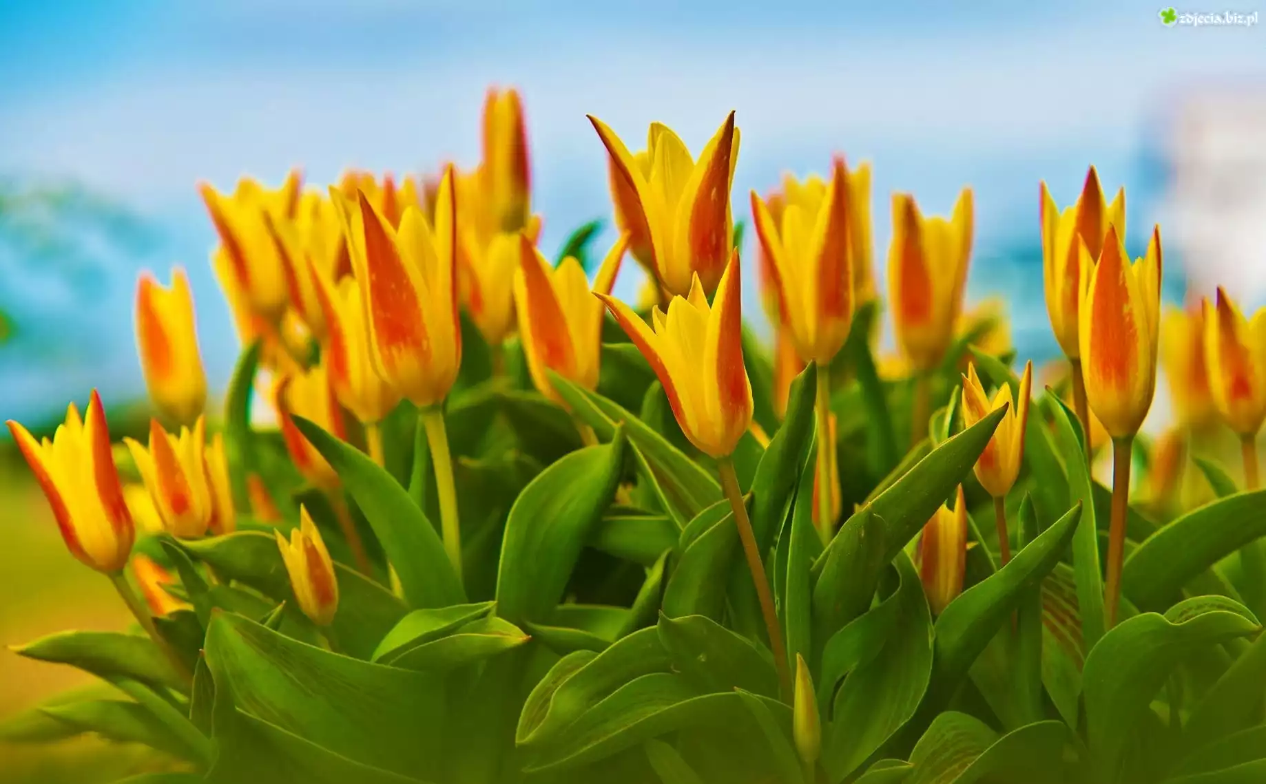 Żółte, Tulipany