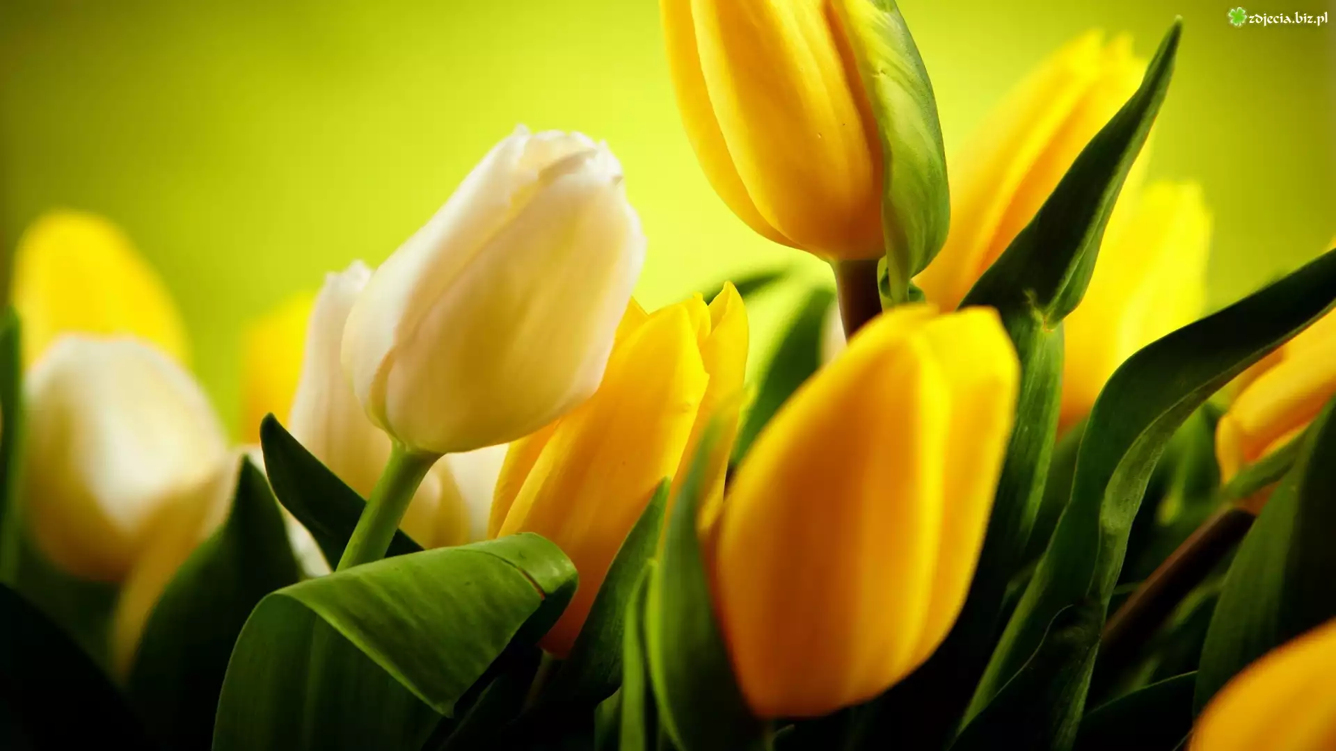 Białe, Żółte, Tulipany