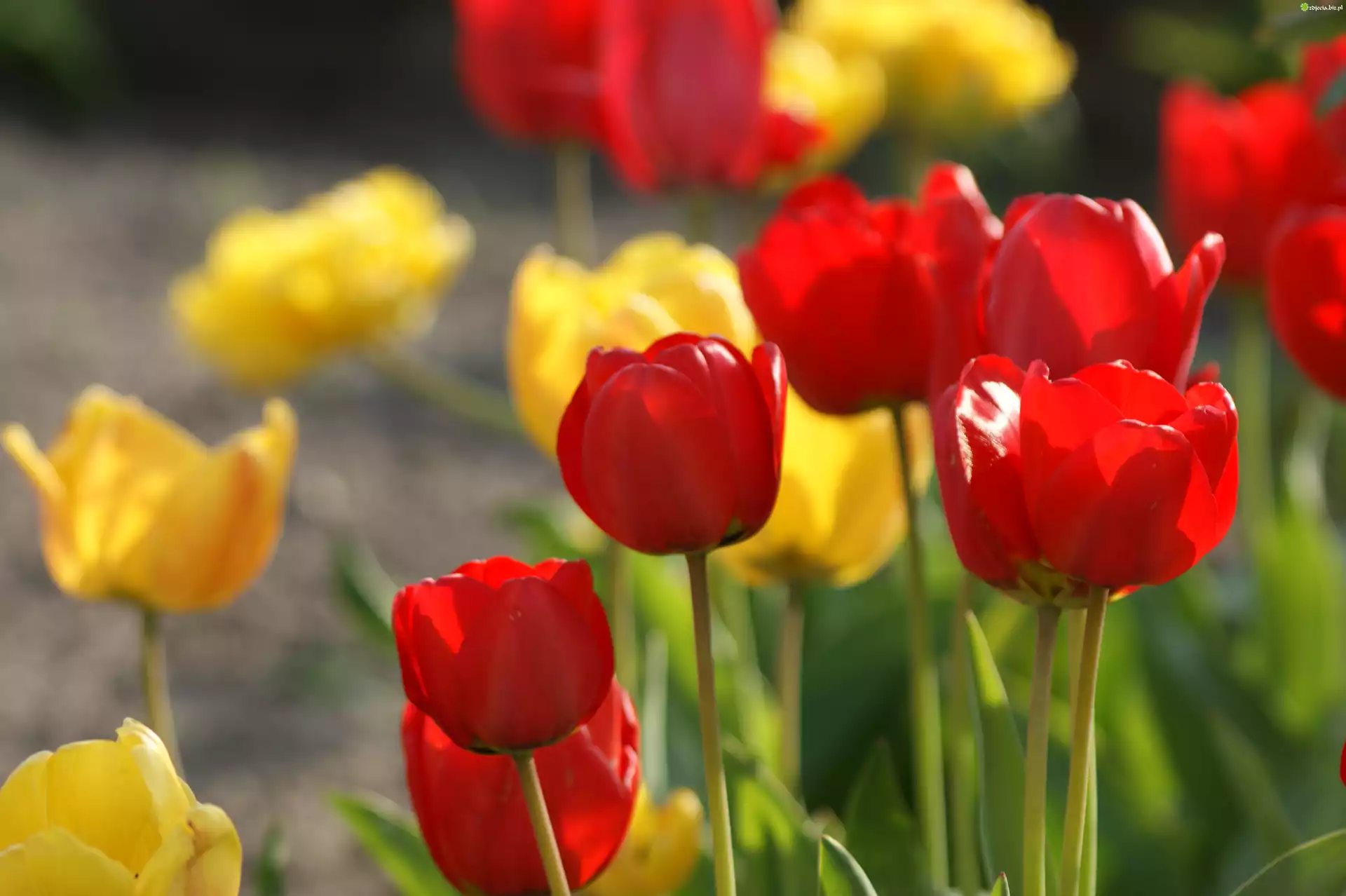Czerwone, Żółte, Tulipany