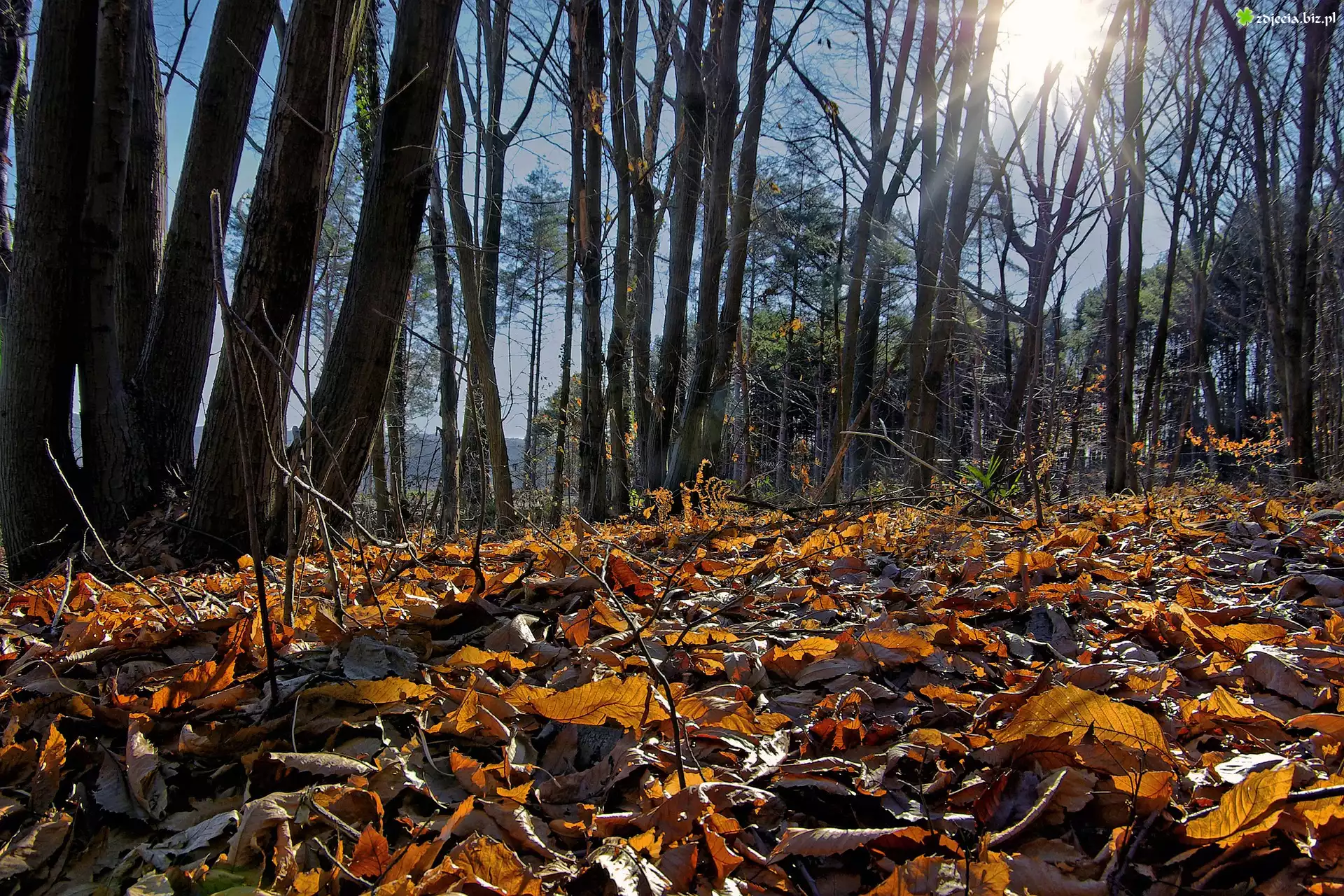 Jesień, Las, Drzewa, Opadłe, Liście, Słońce