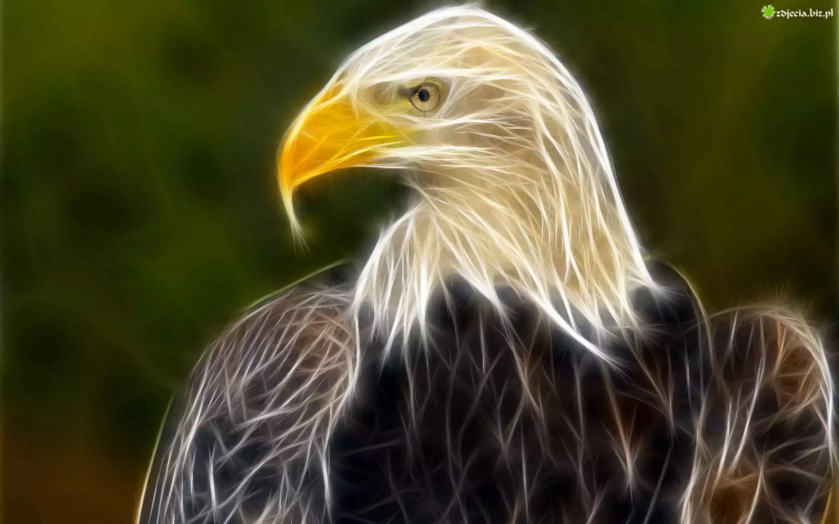 Fractalius, Bielik amerykański