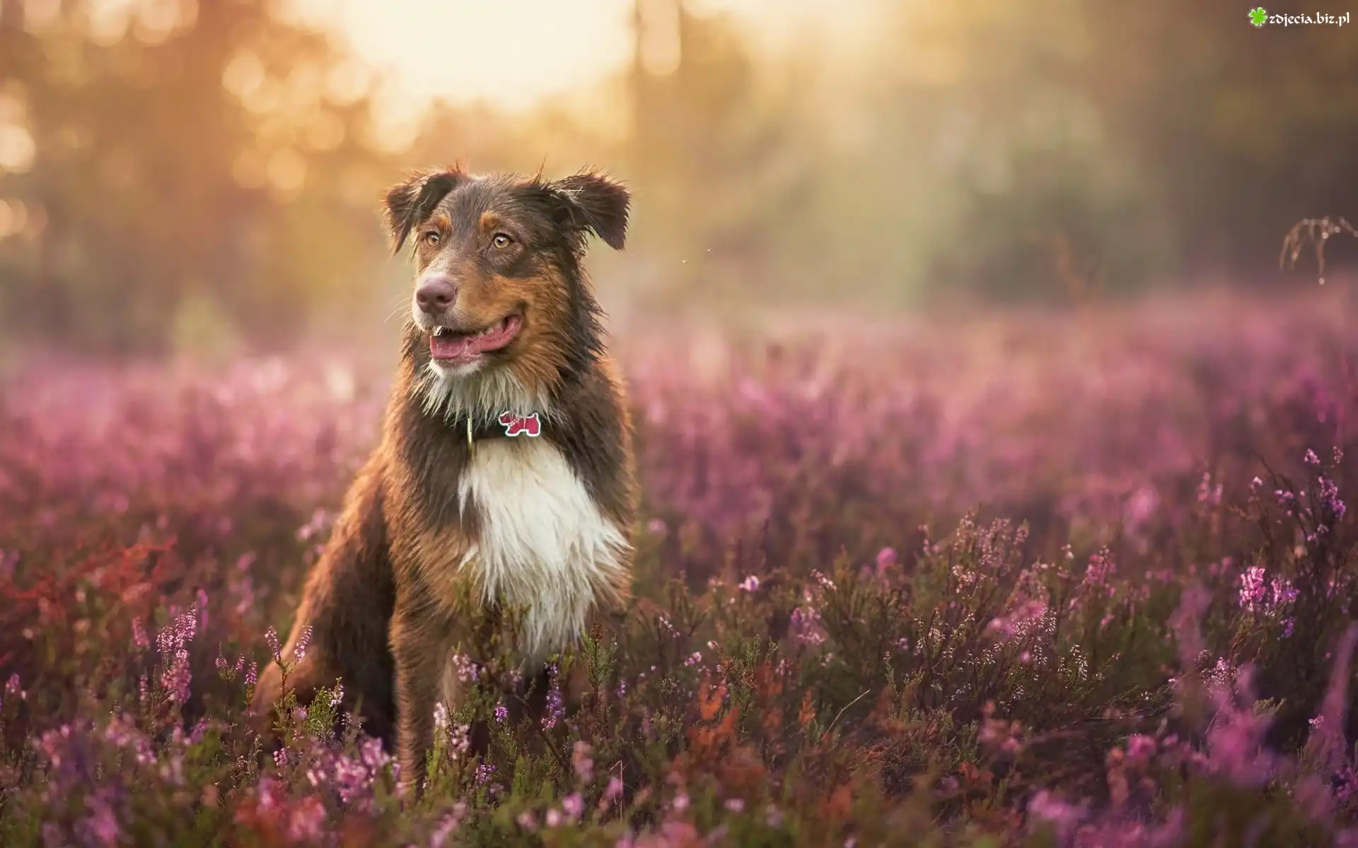 Owczarek australijski, Australian shepherd, Wrzos