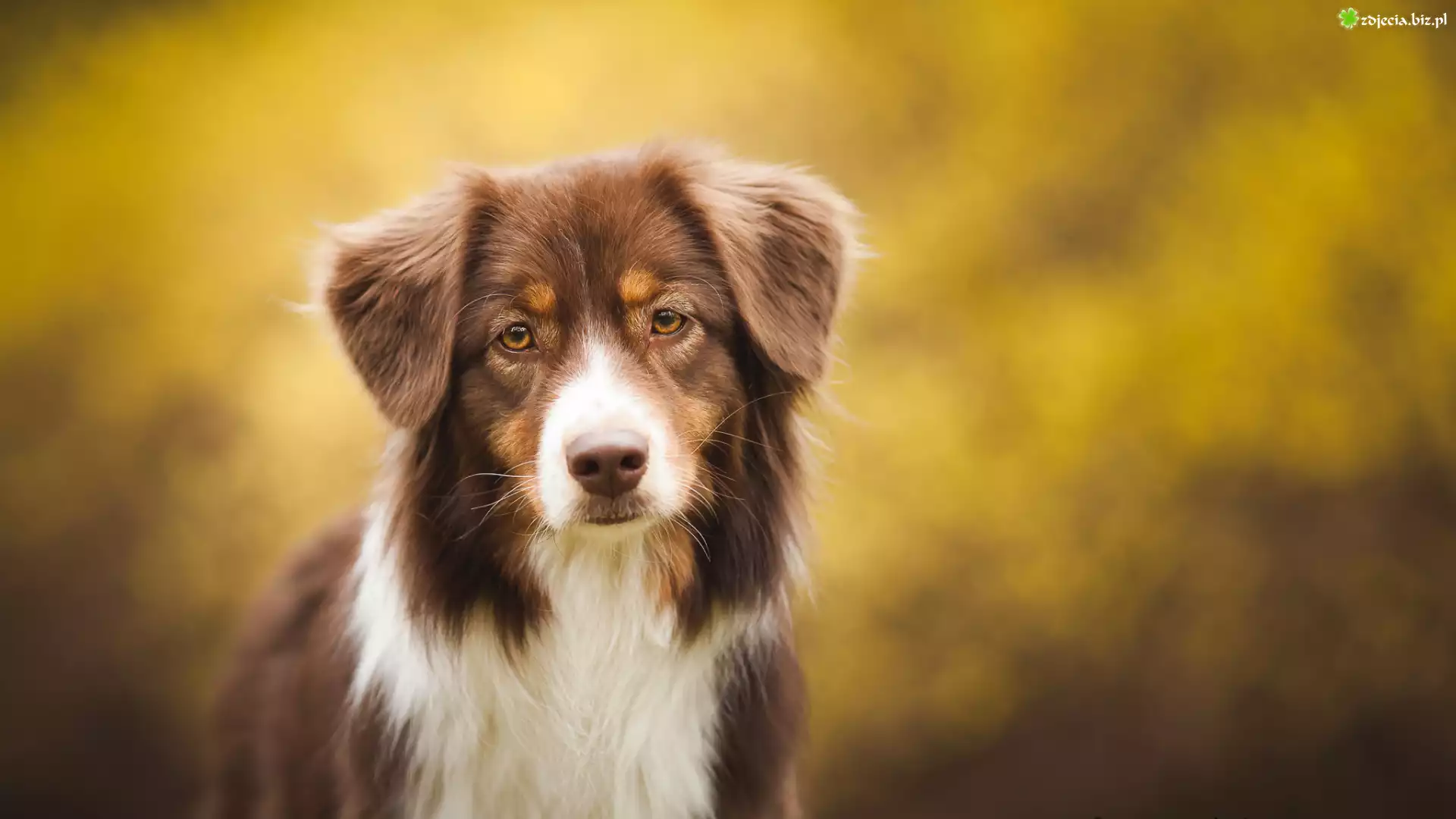 Owczarek australijski, Australian shepherd, Sylwetka, Mordka