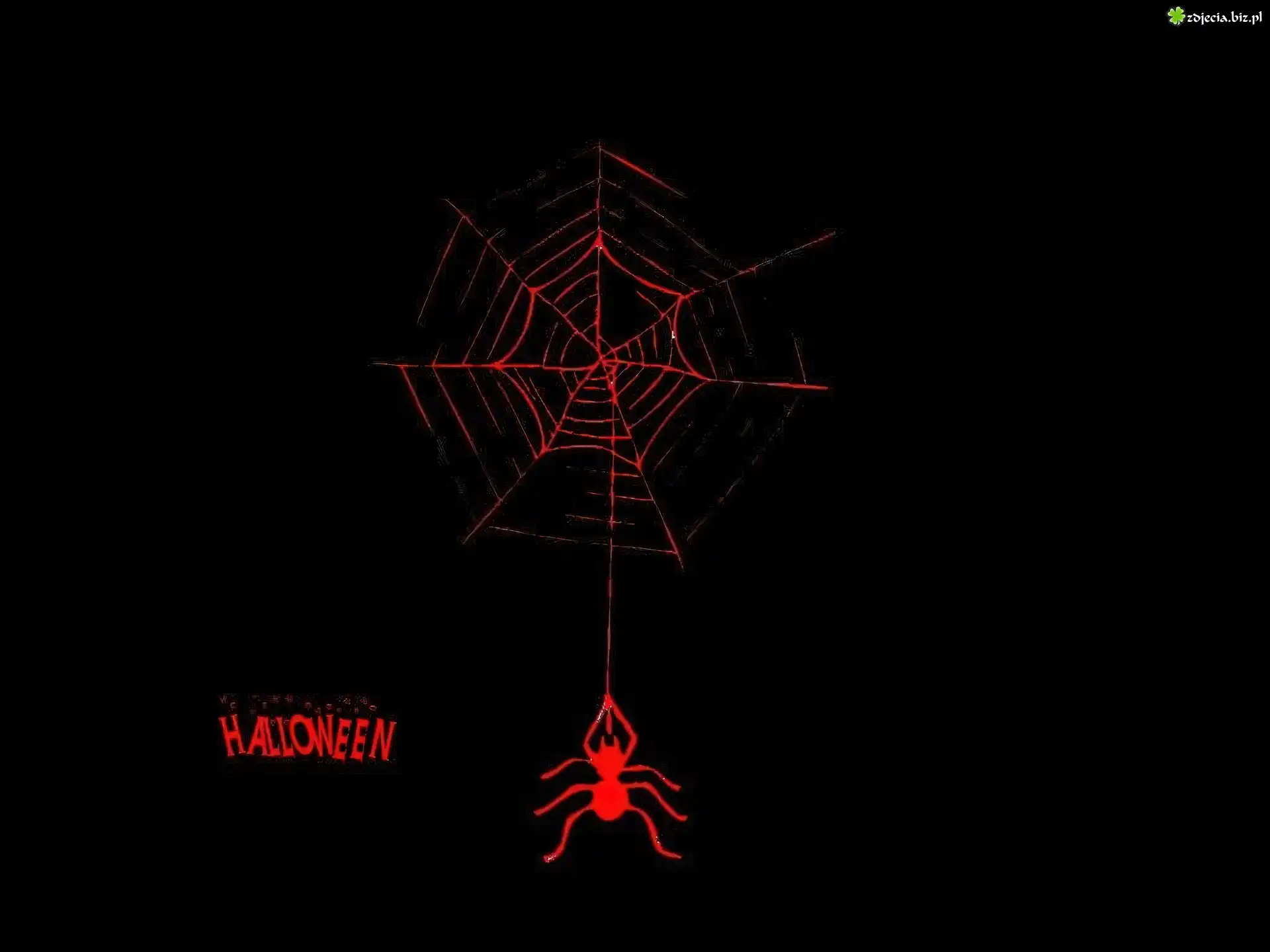 Halloween,pajęczyna , pająk