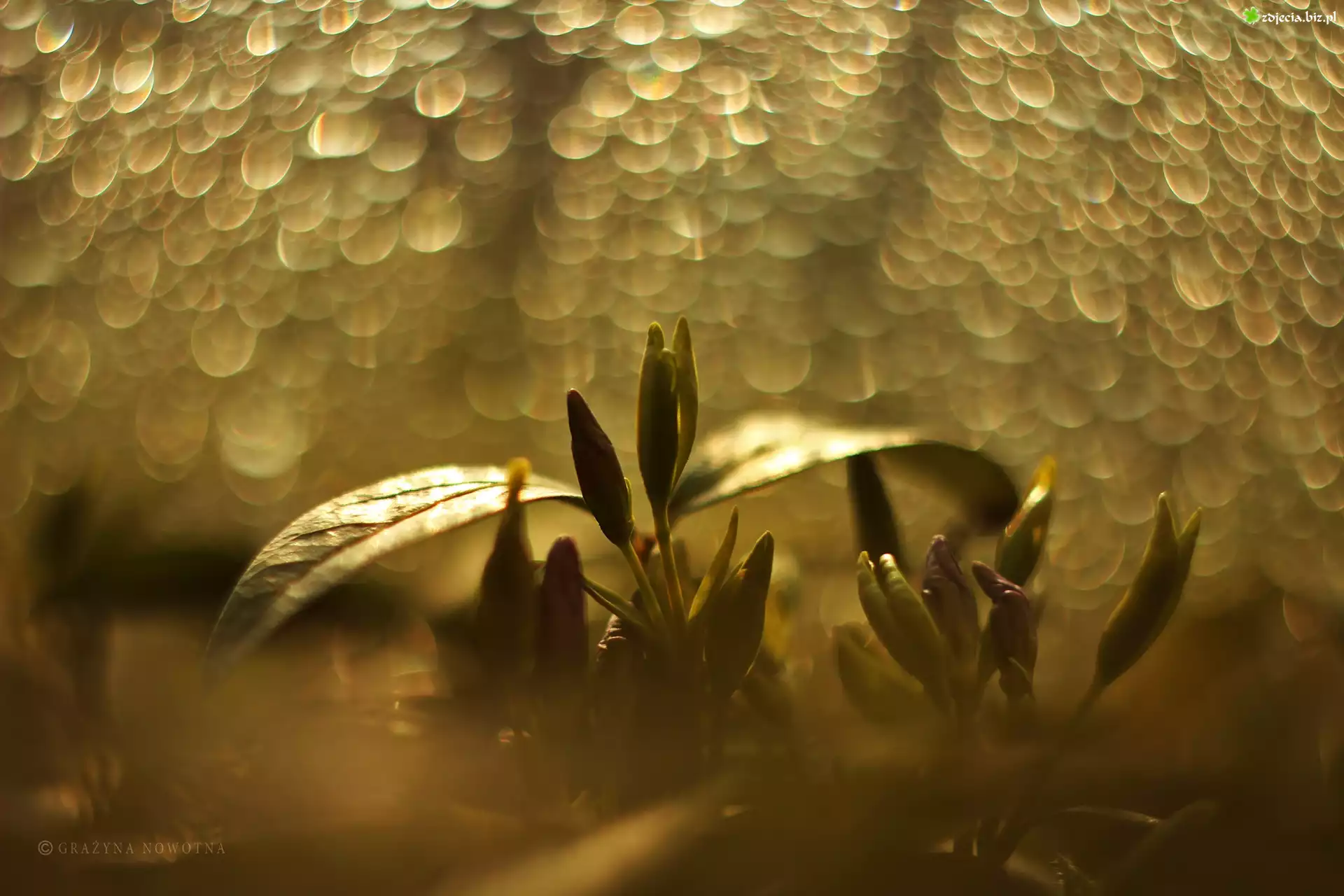 Kwiaty, PÄ…ki, Bokeh