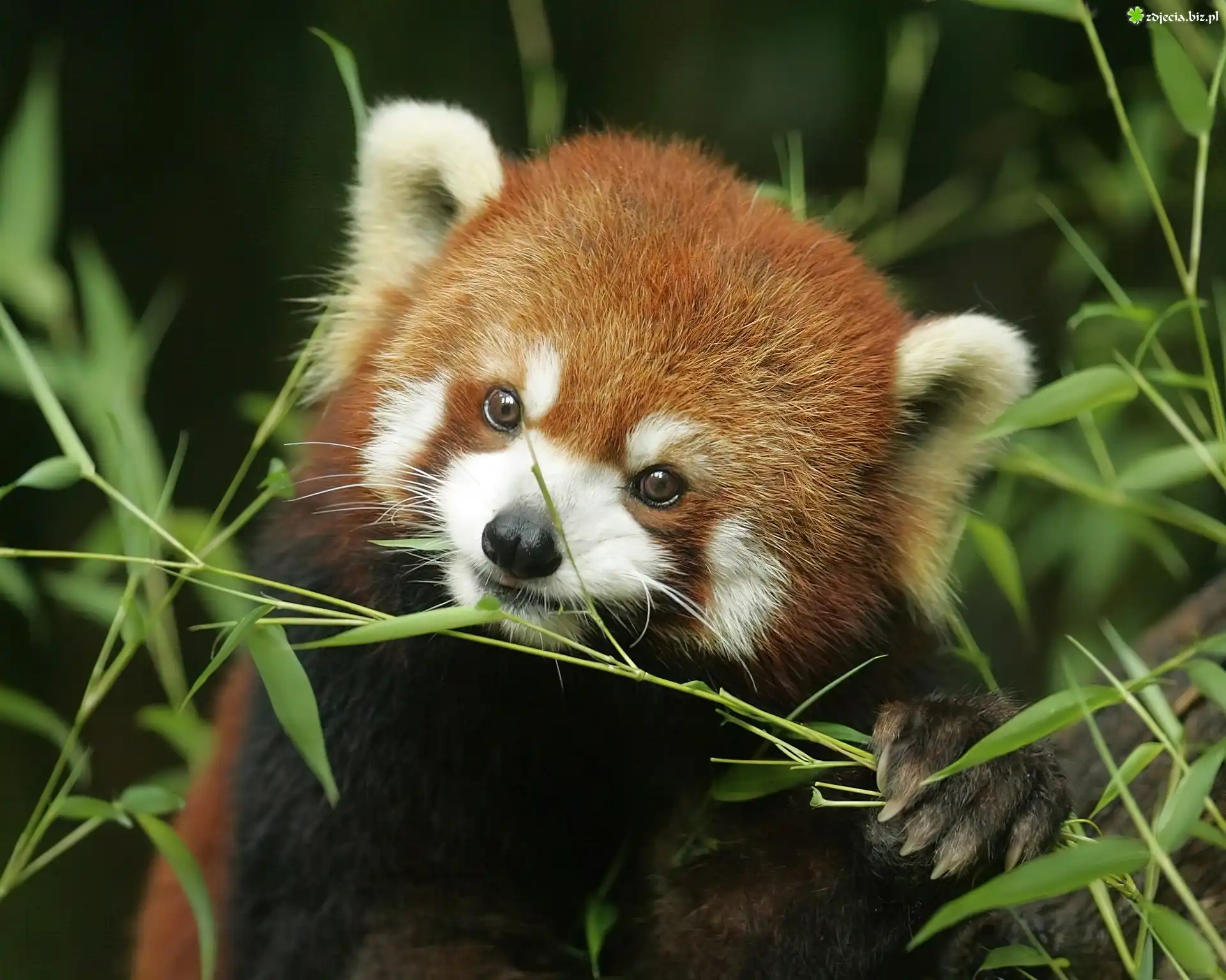 Panda, Czerwona, Pandka ruda