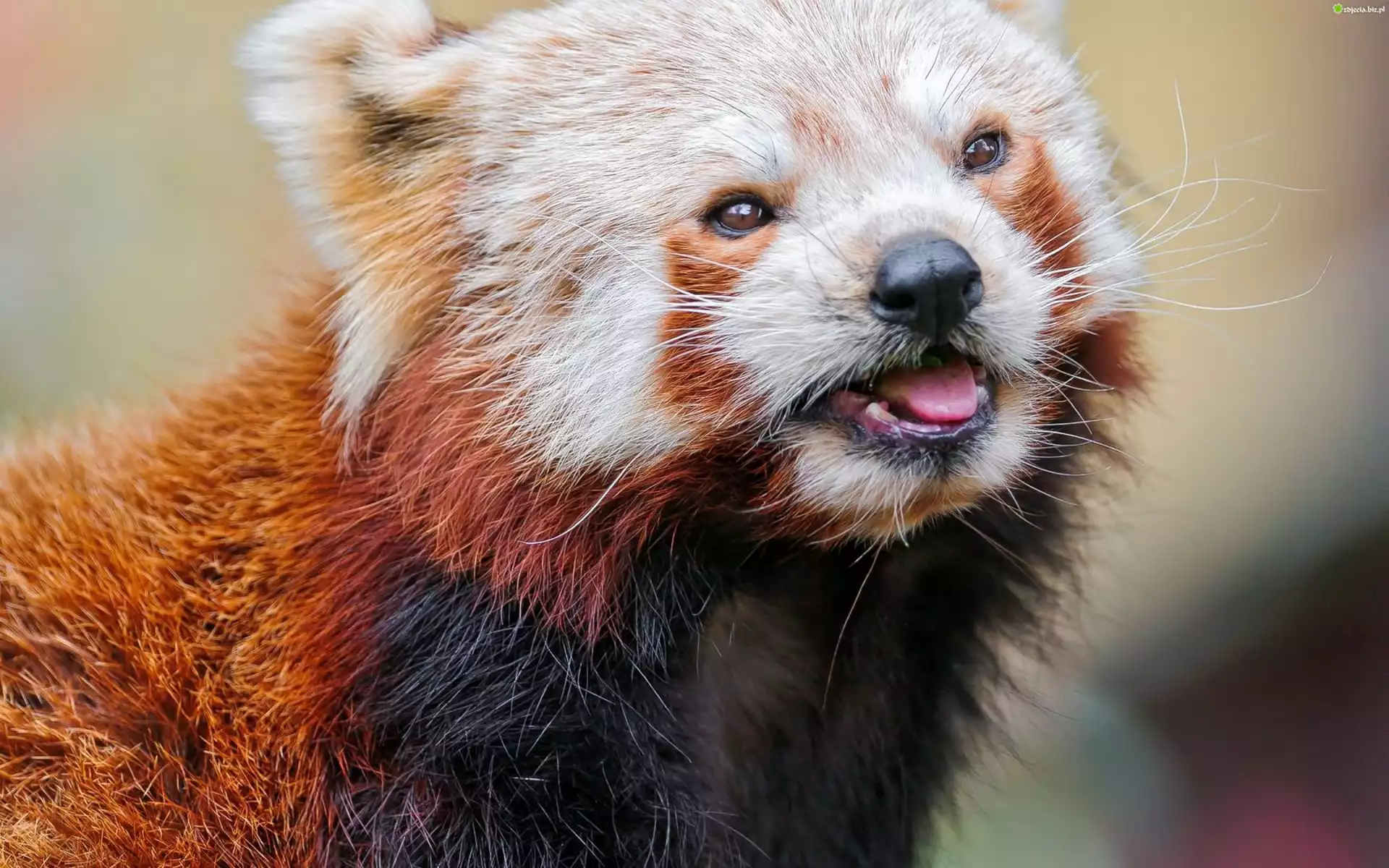 Panda, Język