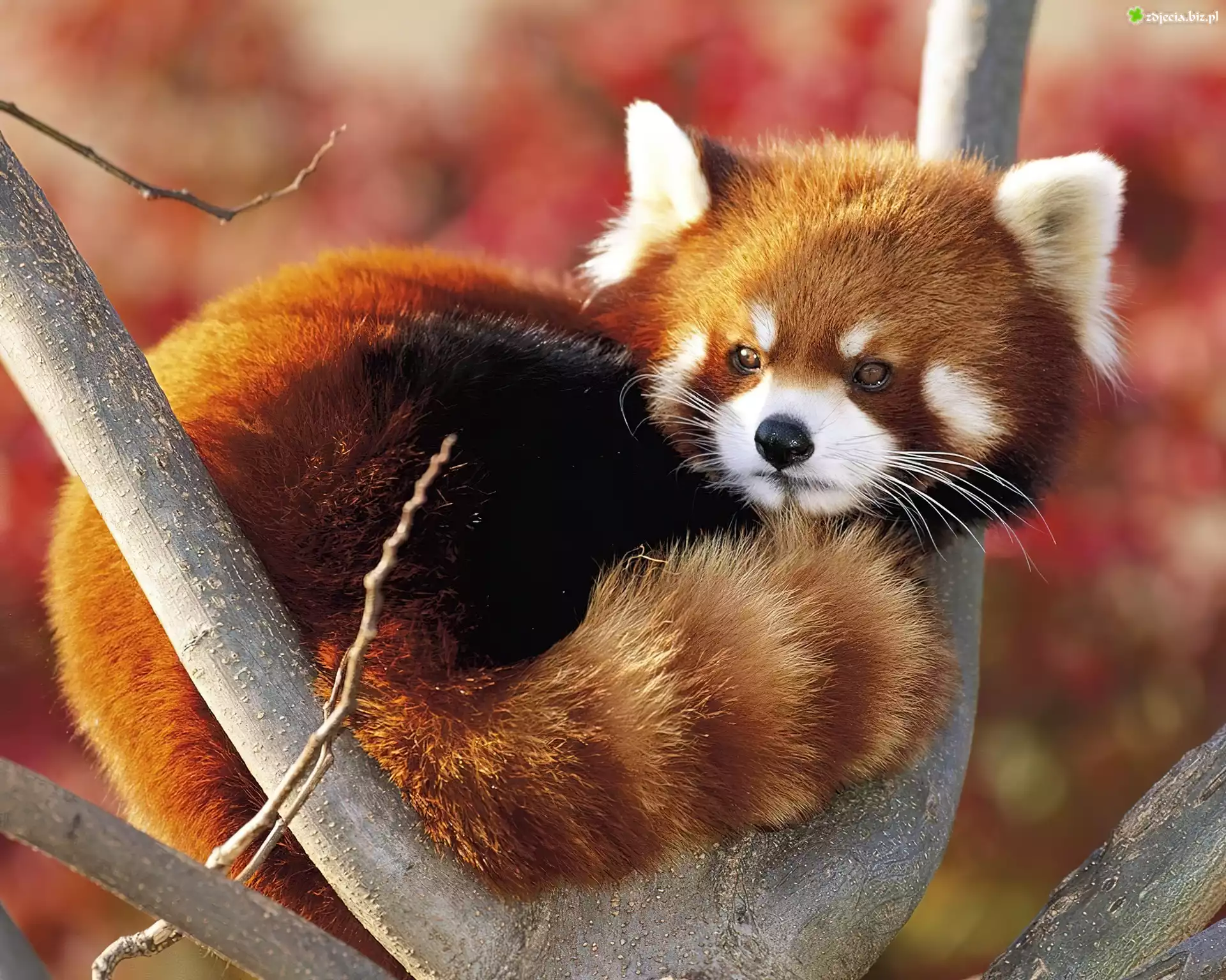 Panda, Mała, Pandka ruda