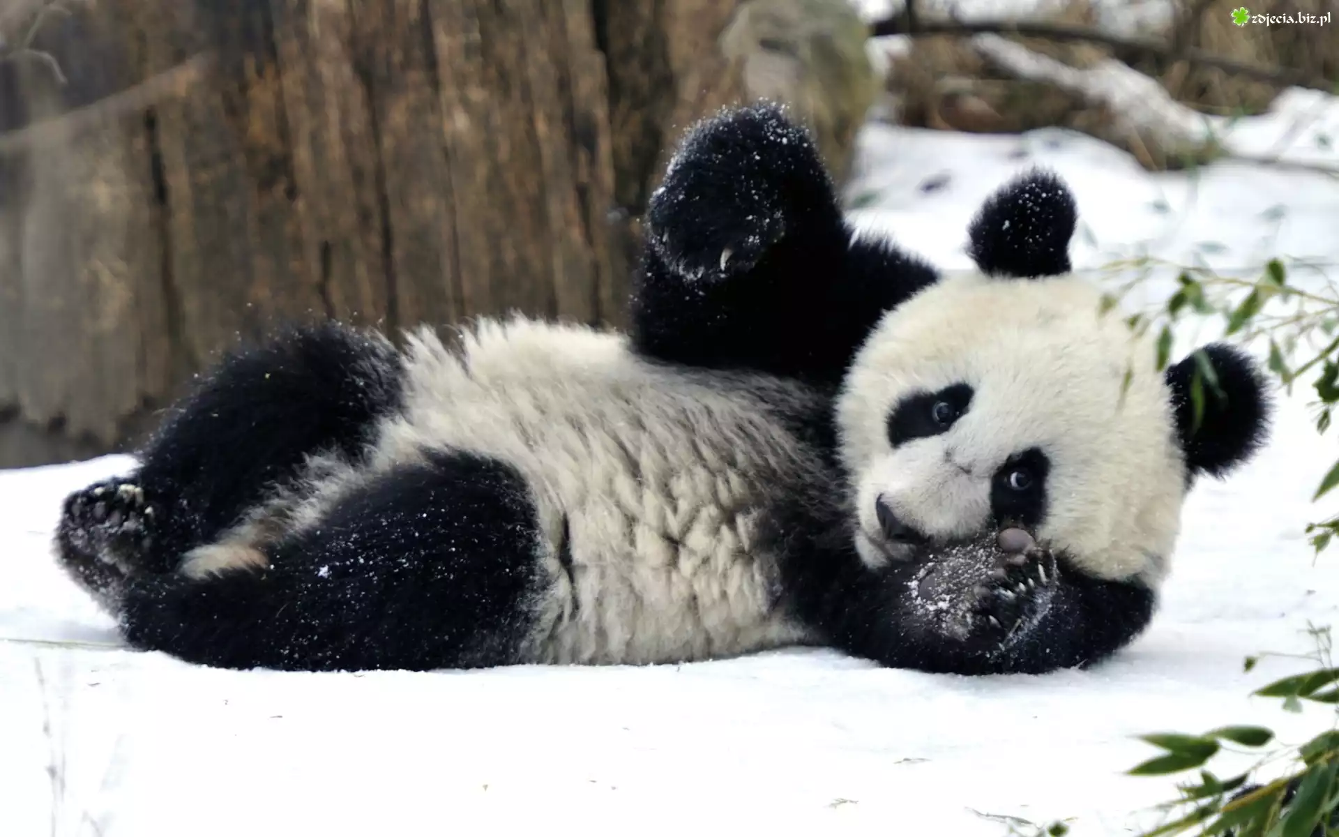 Miś, Panda, Zima