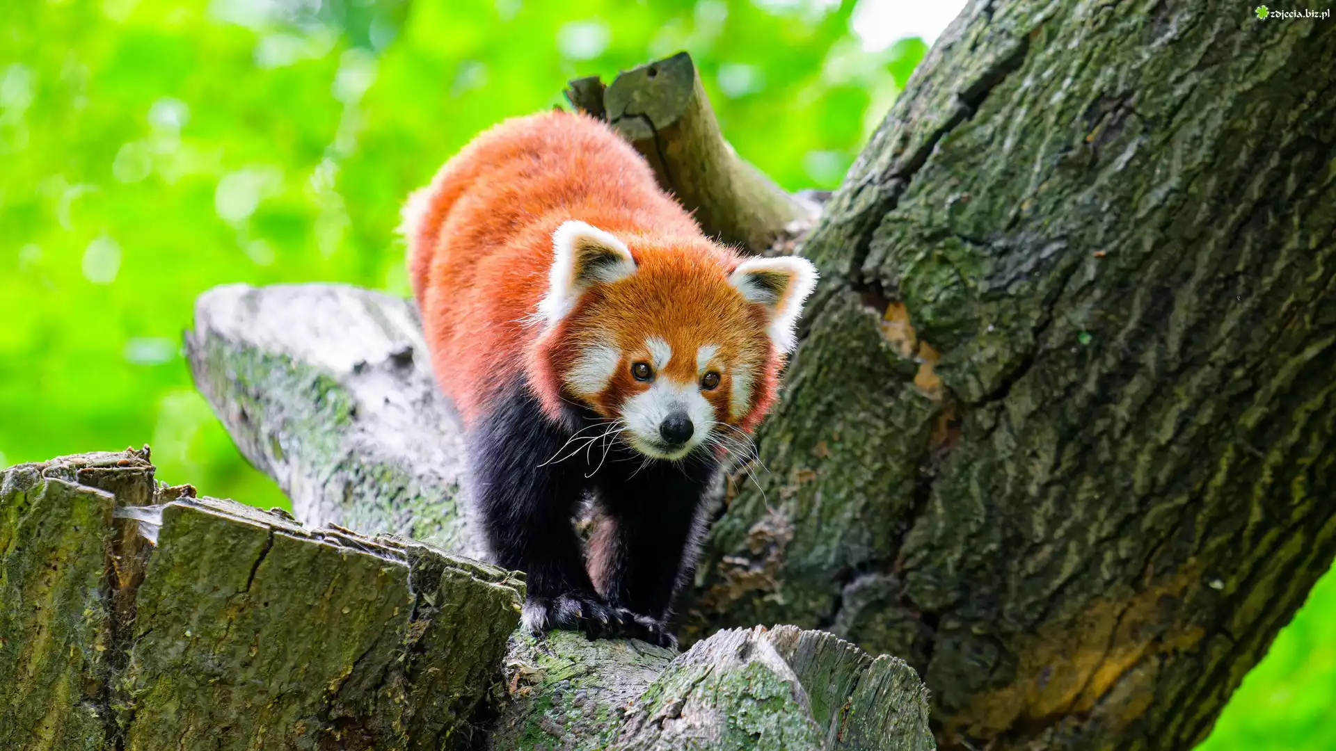 Czerwona panda, Pandka ruda, Drzewo