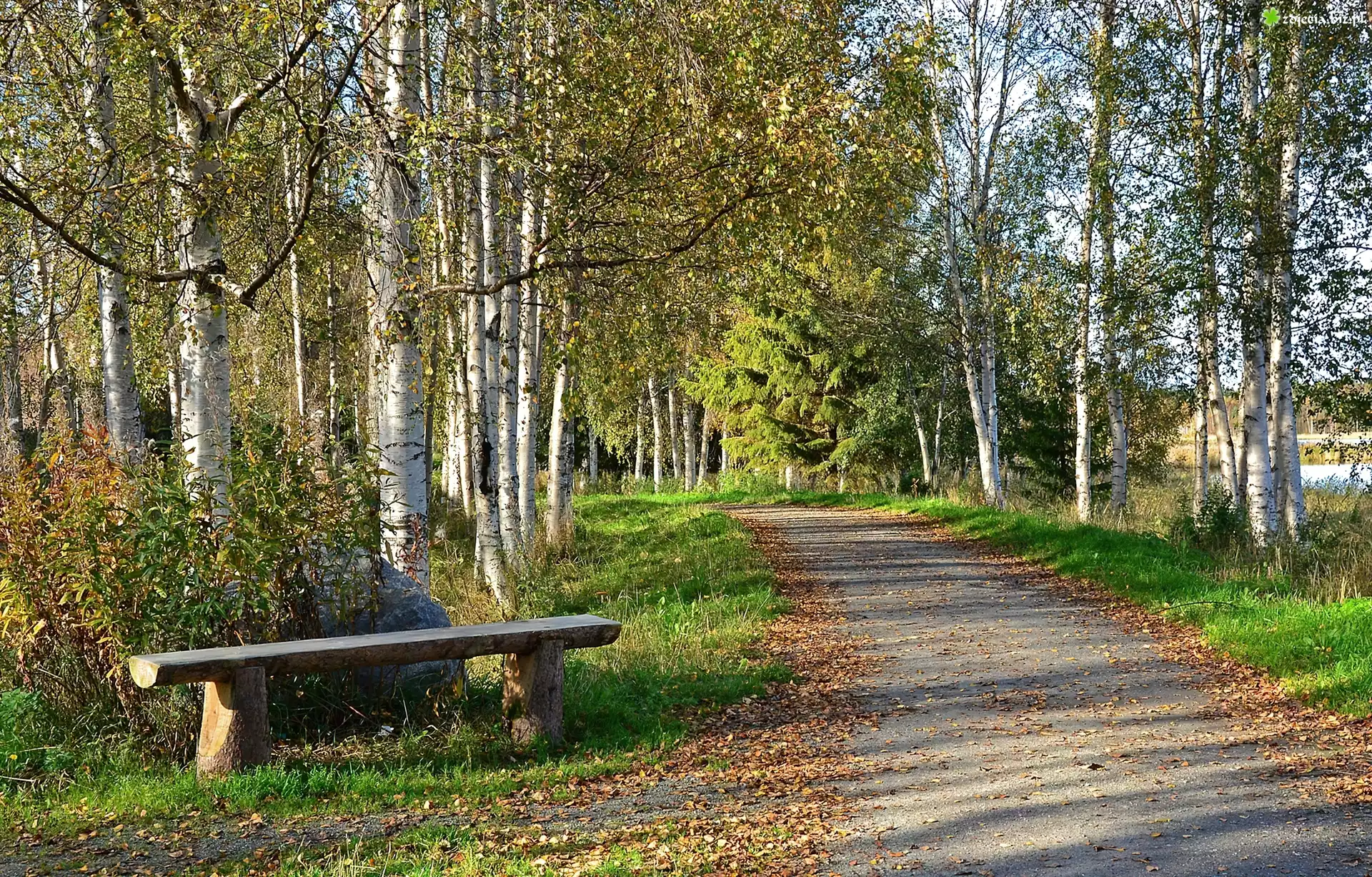Park, Droga, Ławeczka, Brzozy