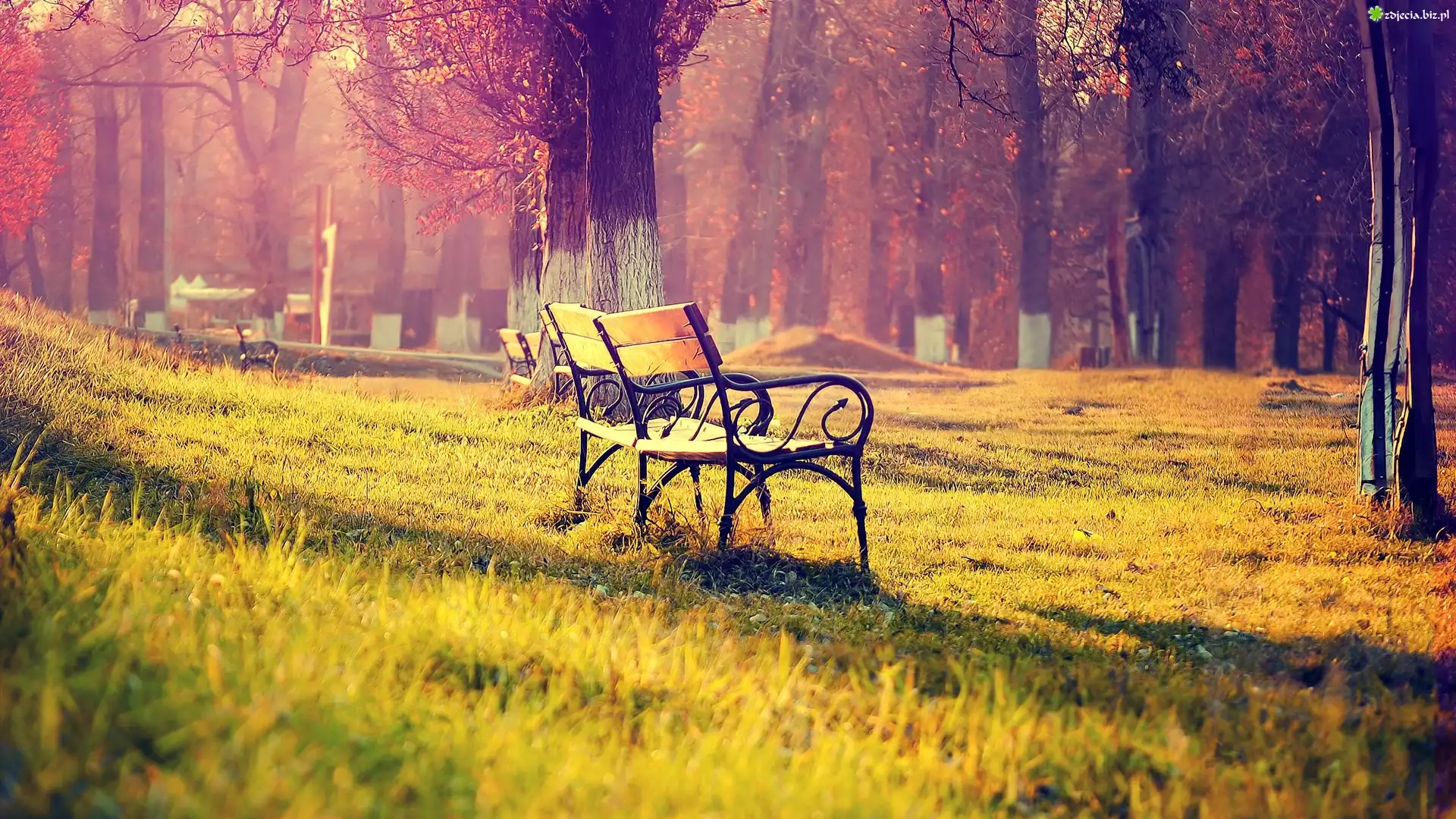 Park, Mgła, Drzewa, Trawa, Ławki, Jesień