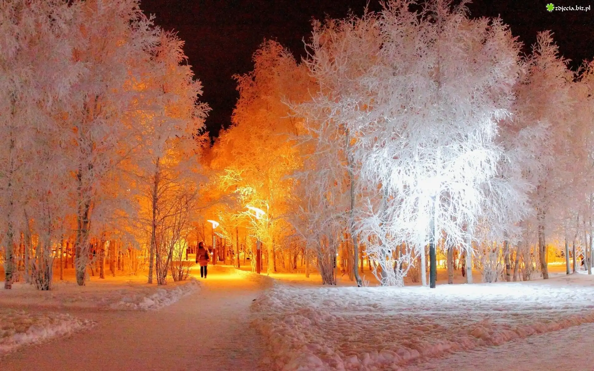 Park, Zimą, Białe, Drzewa