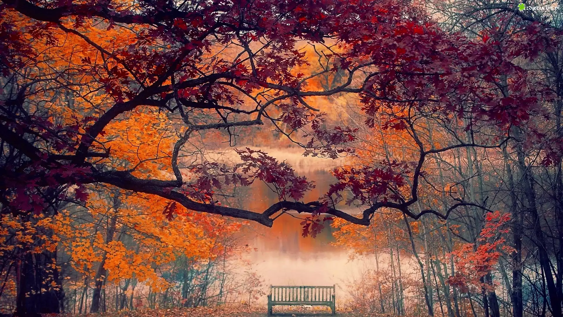 Park, Mgła, Staw, Drzewa, Ławka