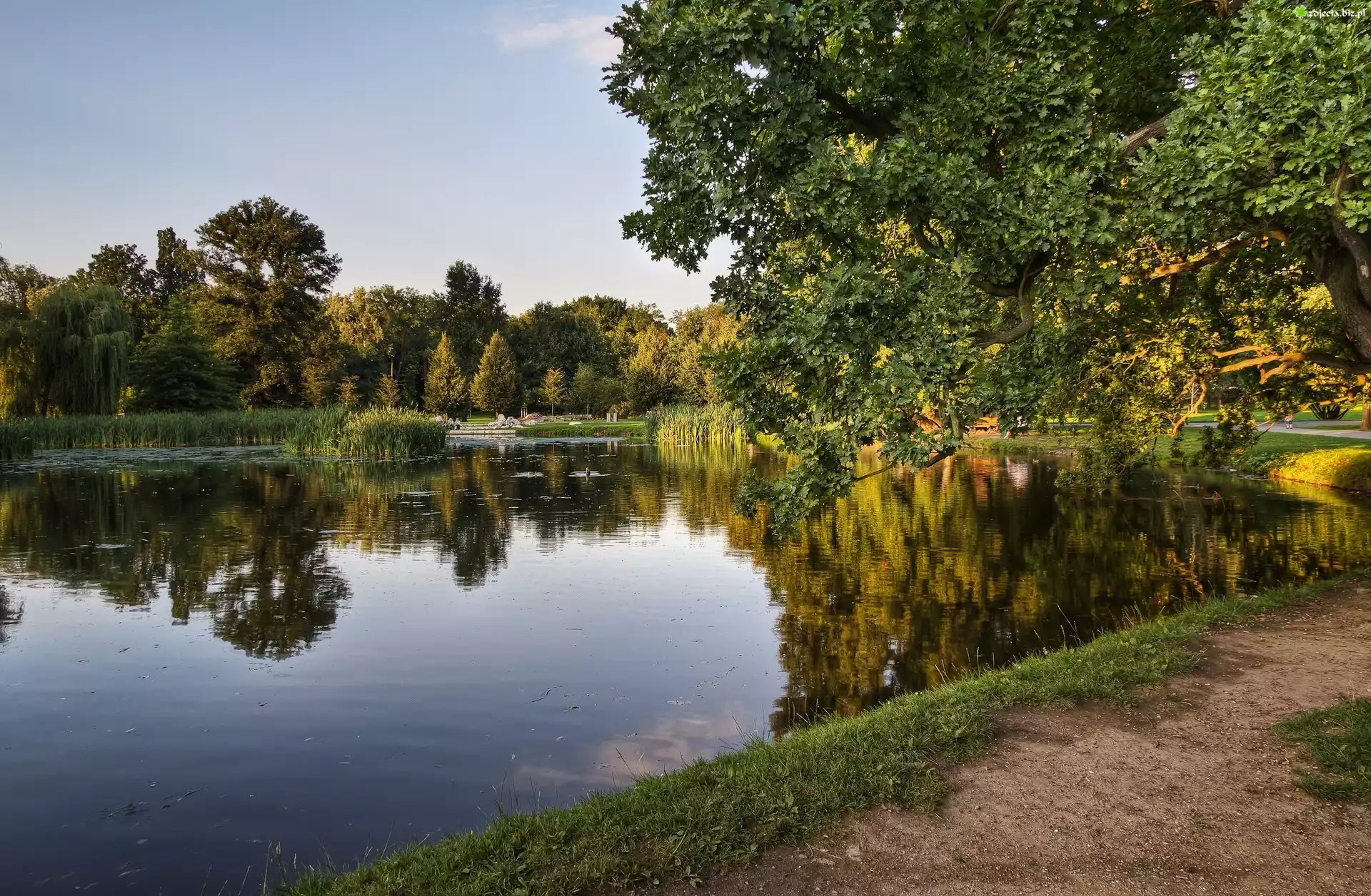 Park, Jezioro, Drzewo, Dróżka