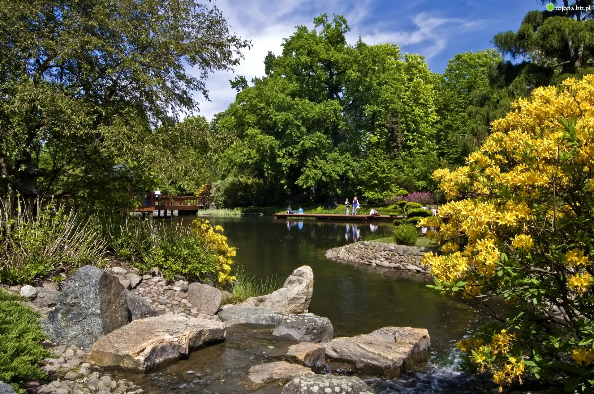 Park, Drzewa, Krzewy, Wiosna