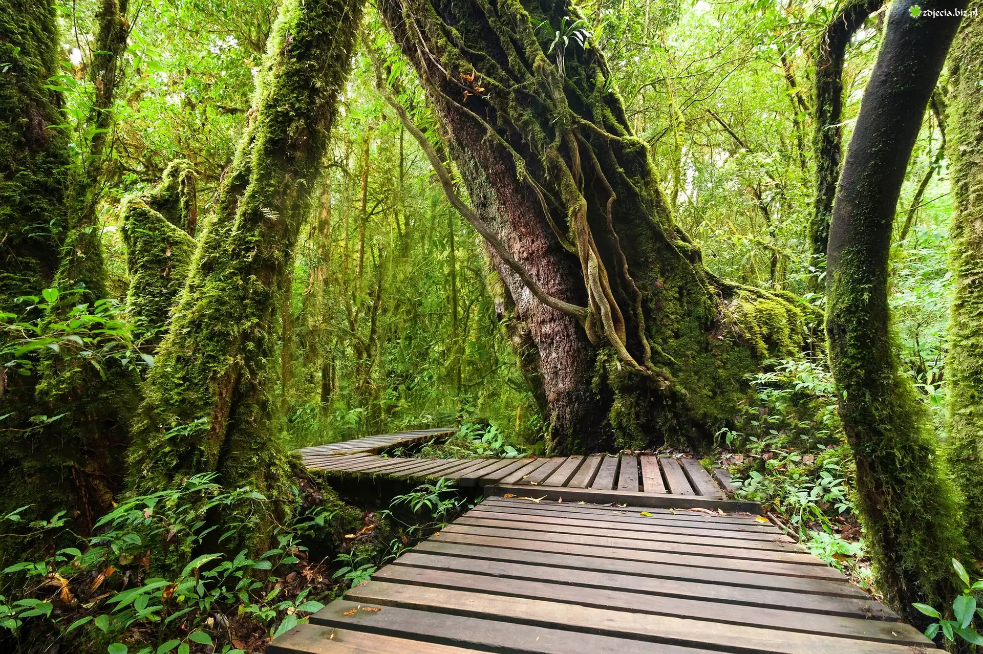 Las tropikalny, Drewniany, Pomost, Tajlandia, Park Narodowy Doi Inthanon, Chiang Mai, Tajlandia