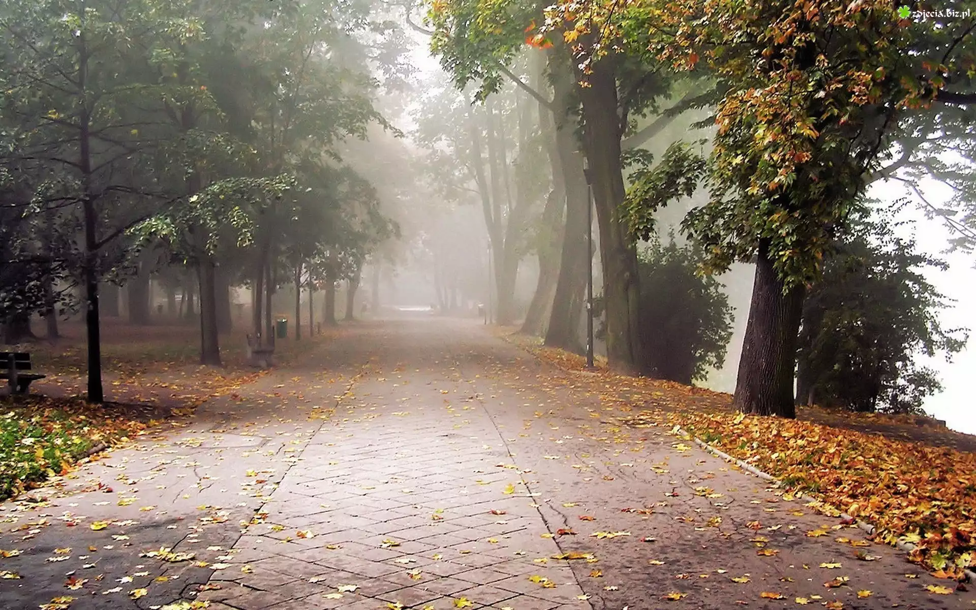 Park, Chodnik, Drzewa, Ławki, Liście, Mgła