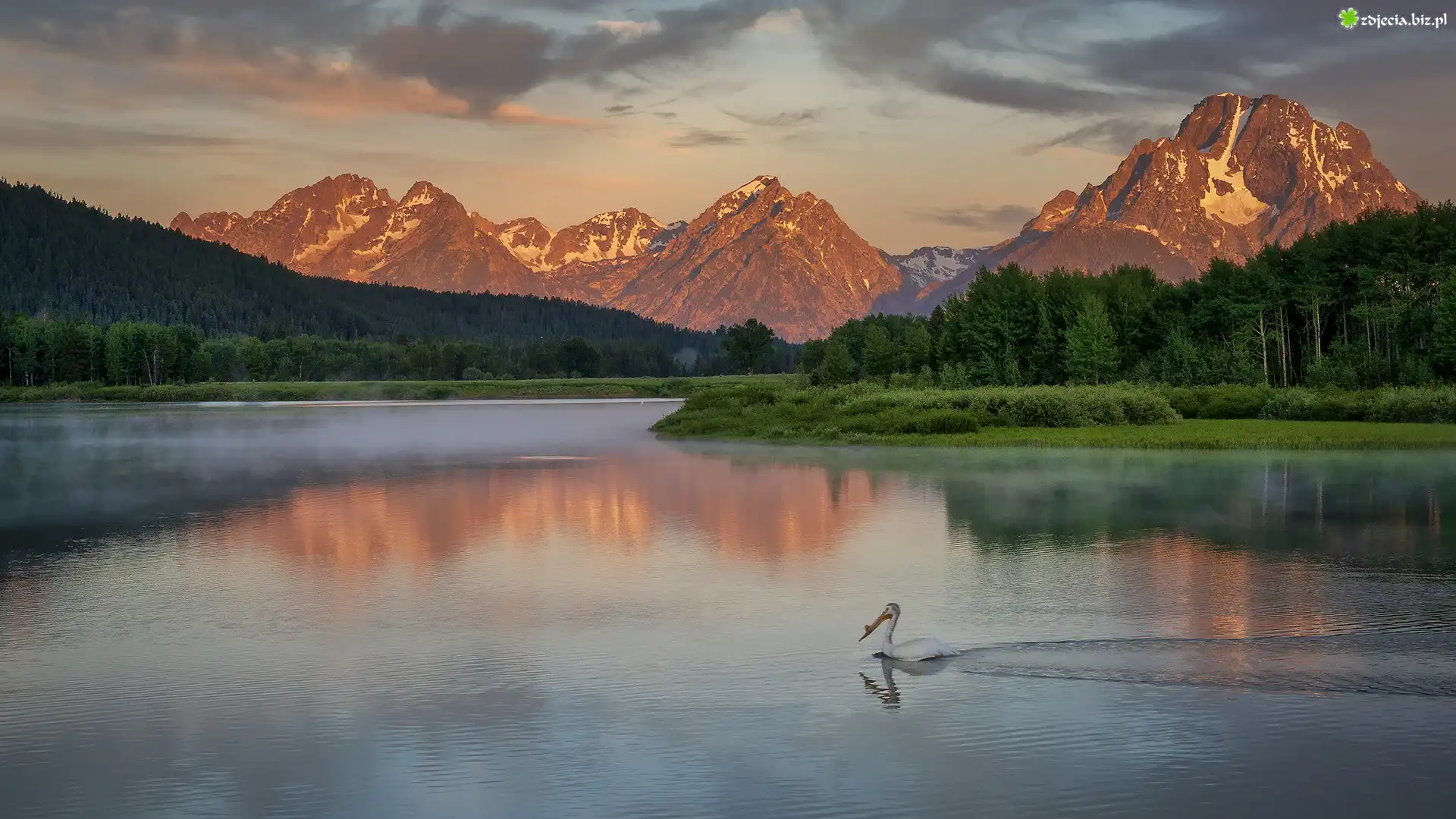 Park Narodowy Grand Teton, Rzeka, Snake River, Pelikan, Góry, Teton Range, Drzewa, Zielone, Lasy, Stan Wyoming, Stany Zjednoczone