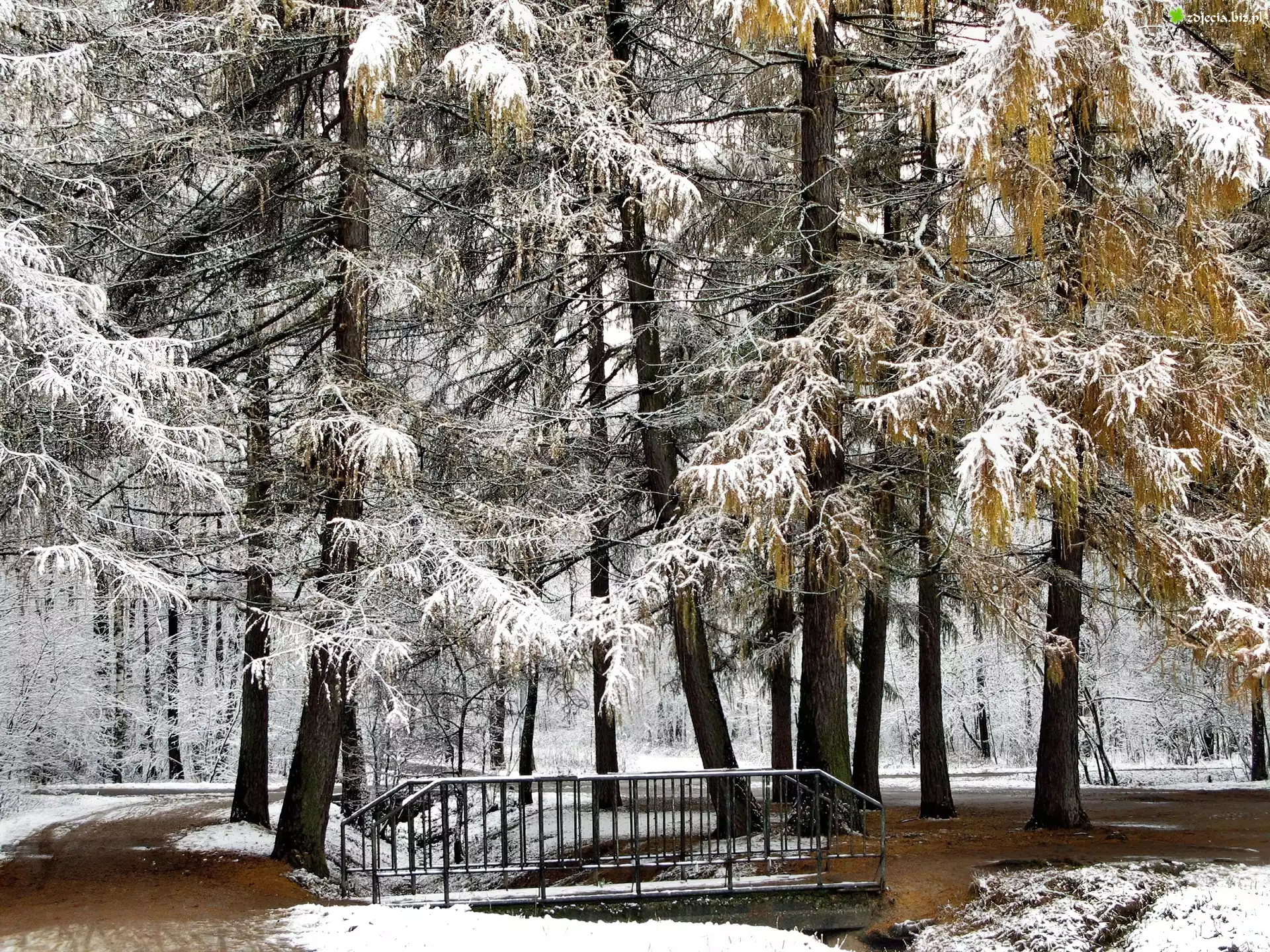 Park, Mostek, Pierwszy, Śnieg