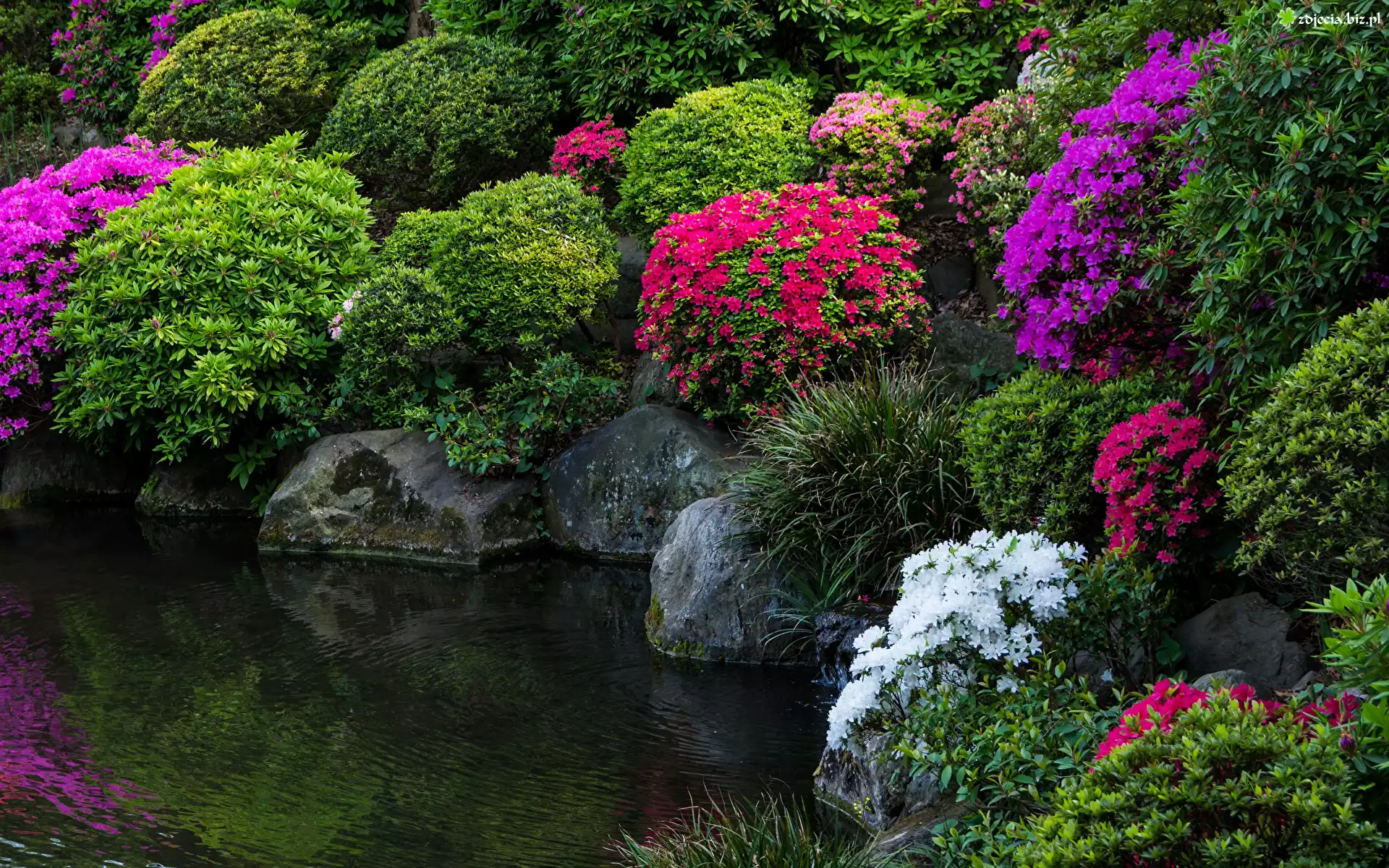 Park, Rododendrony, Różaneczniki, Krzewy, Staw, Kamienie