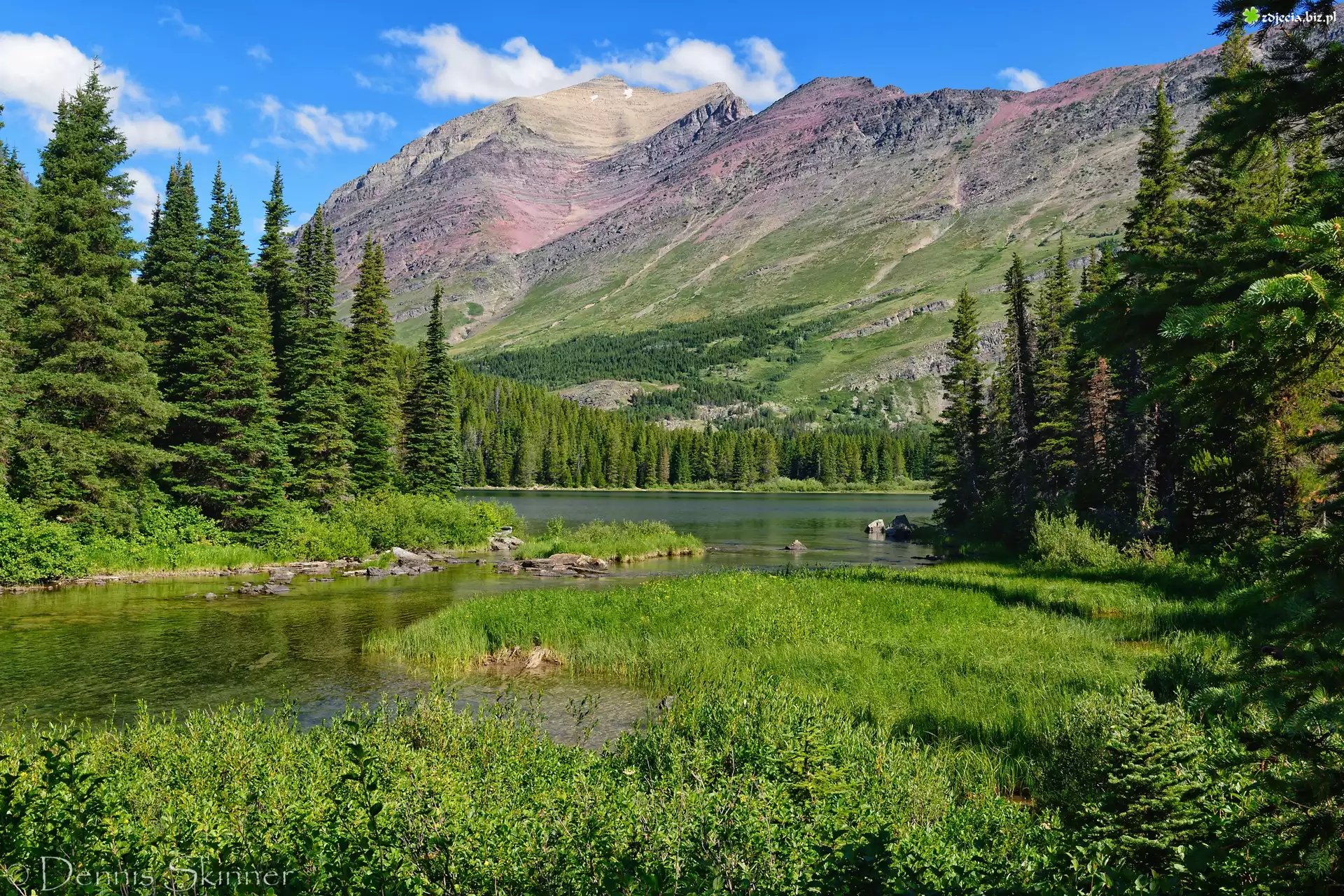 Stany Zjednoczone, Montana, Park Narodowy Glacier, Góry Skaliste, Jezioro, Swiftcurrent Lake, Drzewa, Trawa