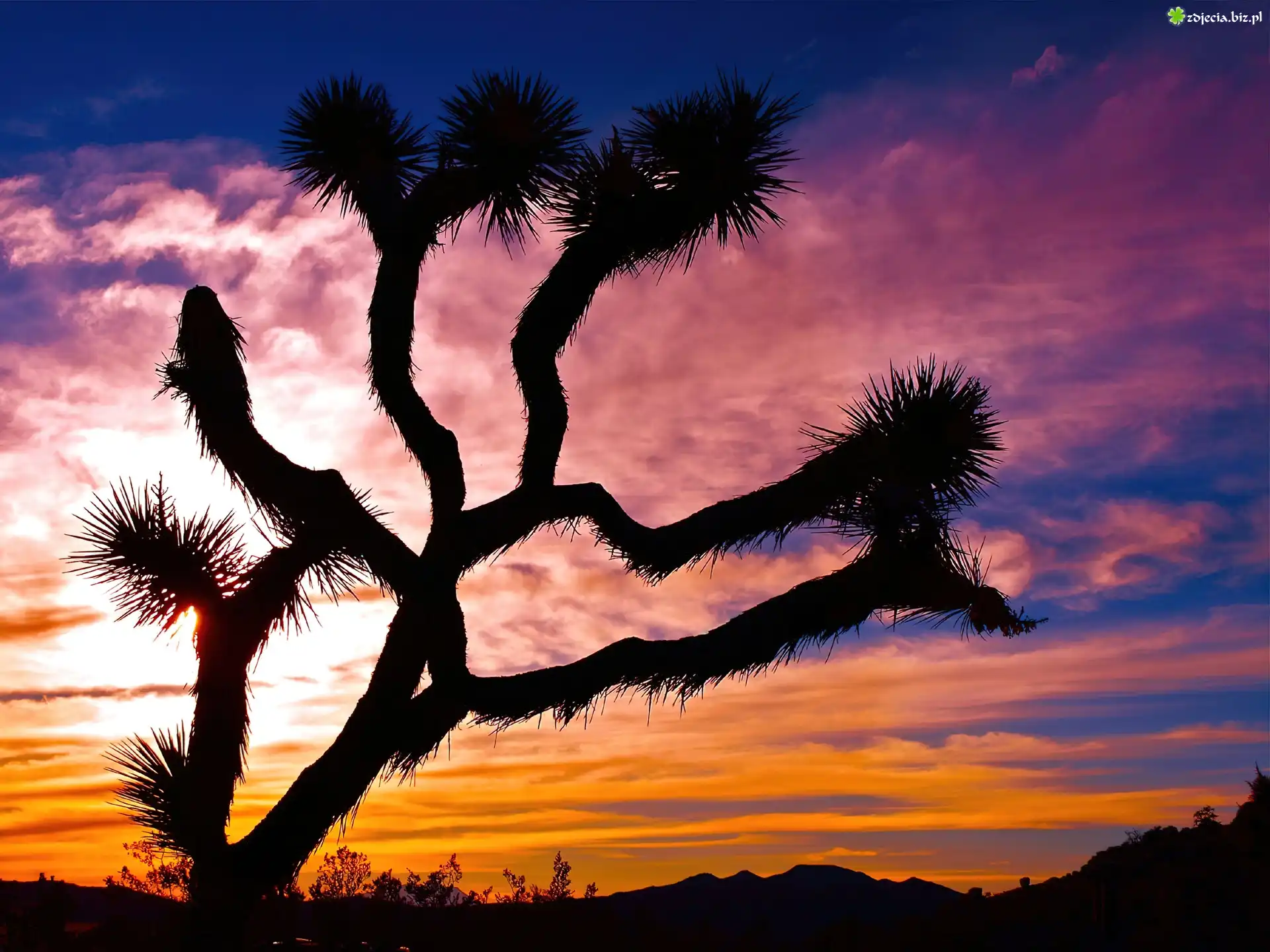 Stany Zjednoczone, Stan Kalifornia, Park Narodowy Joshua Tree, Drzewo Jozuego, Jukka krótkolistna