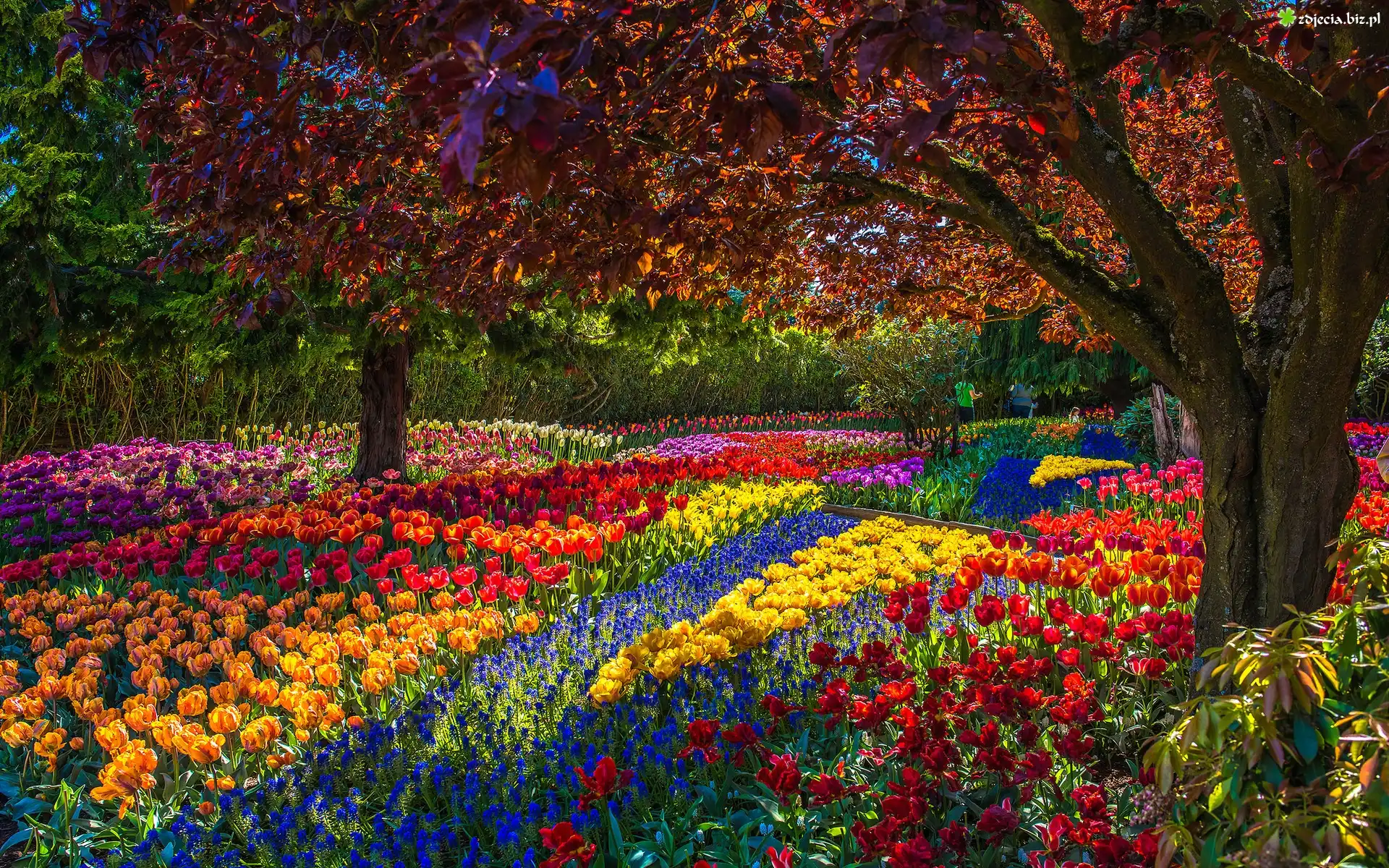 Park, Wiosna, Tulipany, Drzewa
