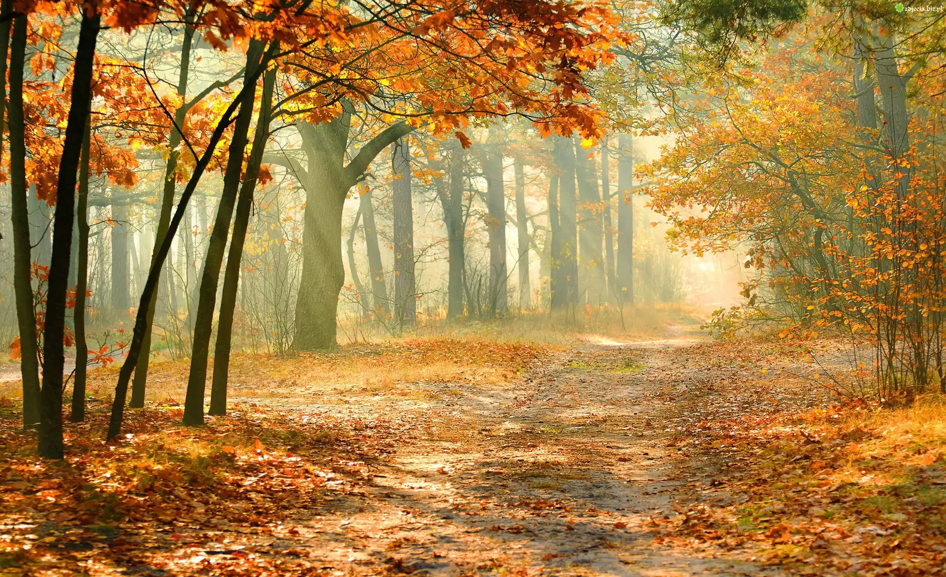 Park, Droga, Liście, Przebijające, Światło, Jesień