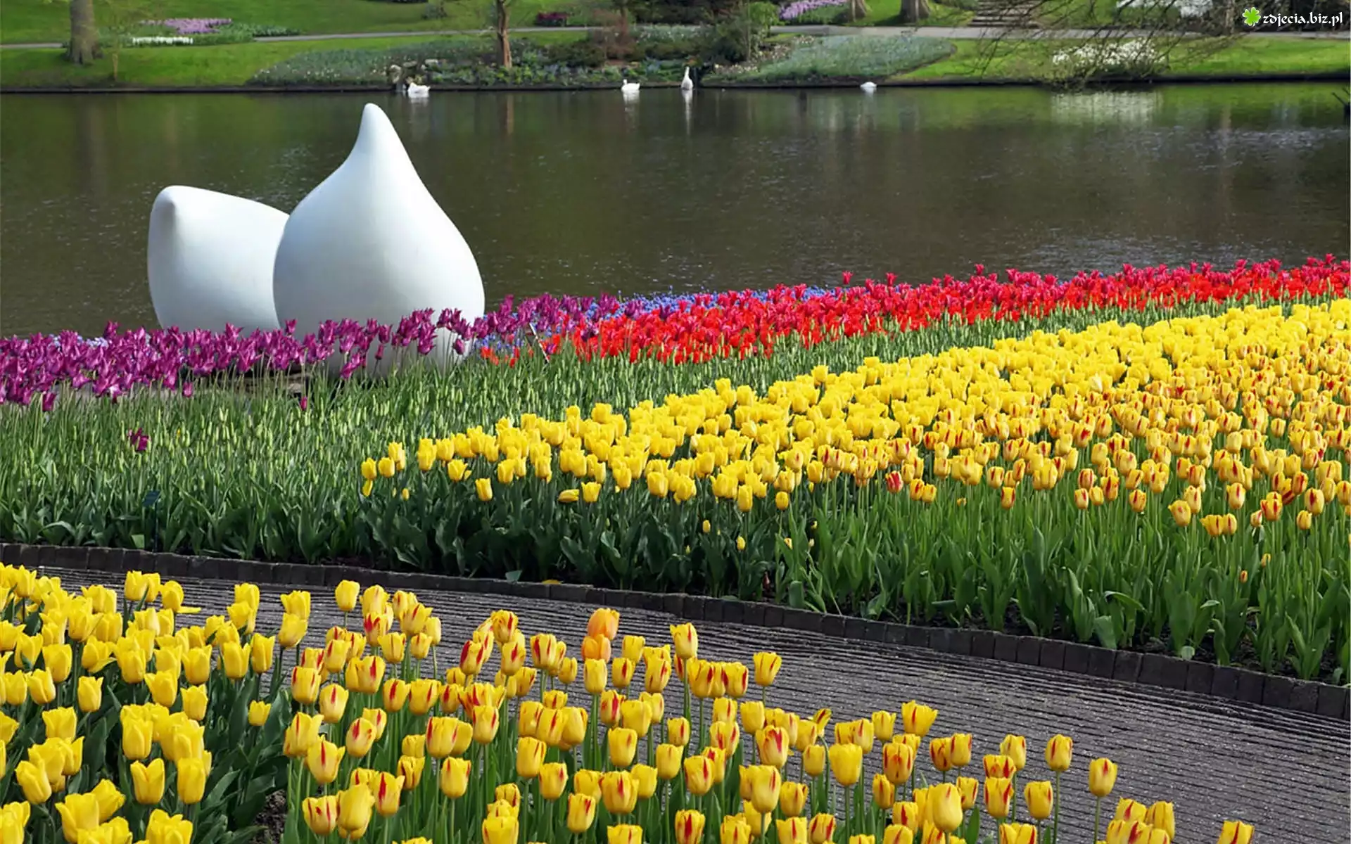 Wiosna, Park, Staw, Kwitnące, Tulipany, Biała, Rzeźba