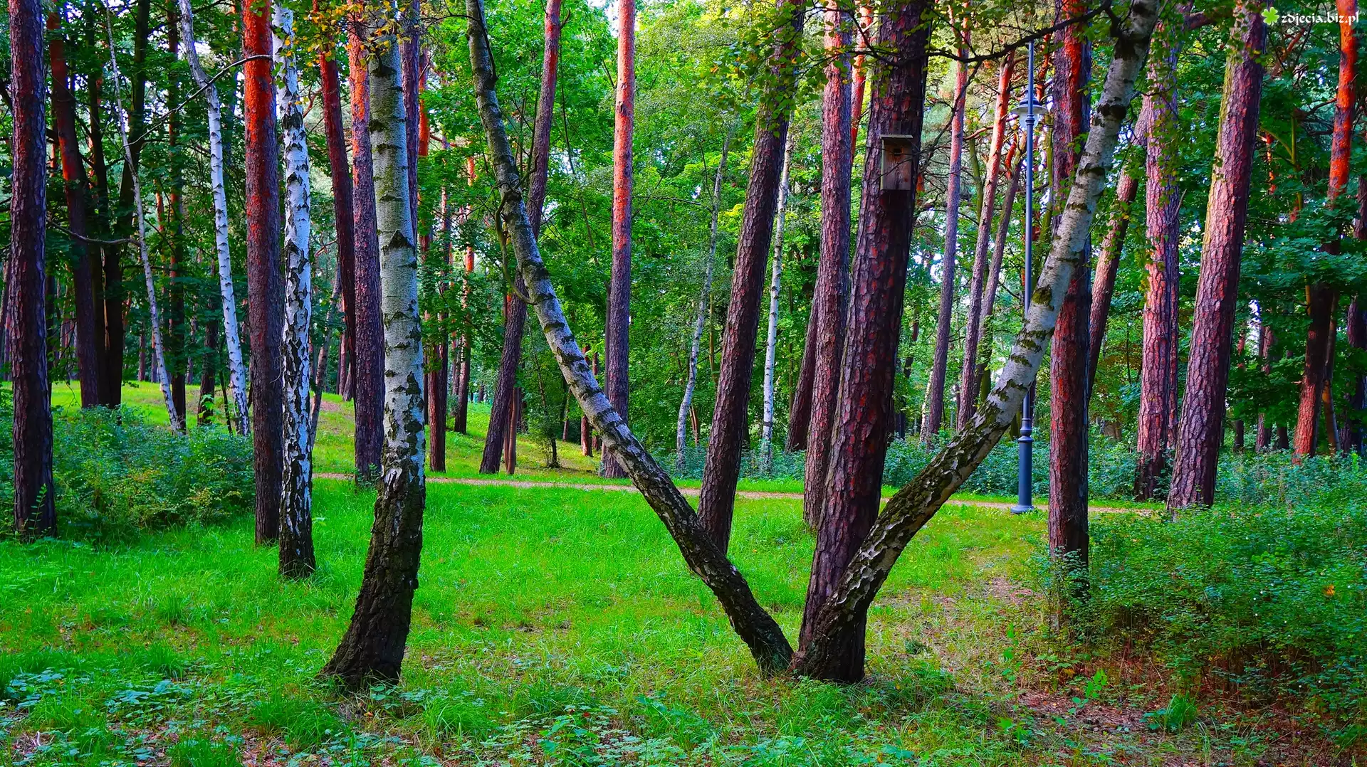 Park, Drzewa, Brzozy, Zieleń, Rośliny