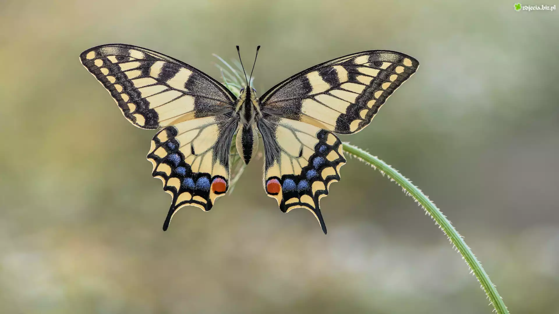 Motyl, Paź królowej, Roślina, Łodyga