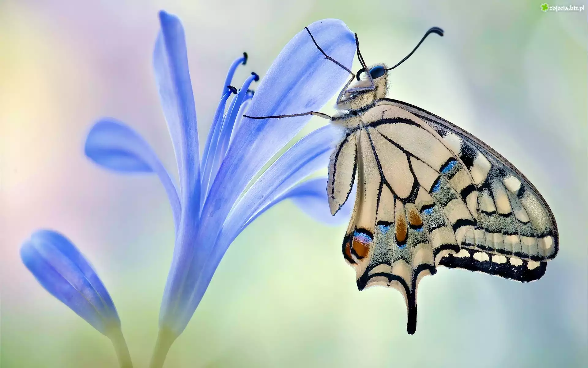 Motyl, Paź królowej, Kwiat, Niebieski