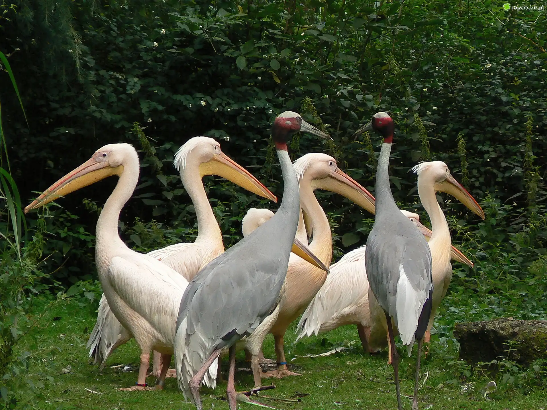 Pelikany, Stado